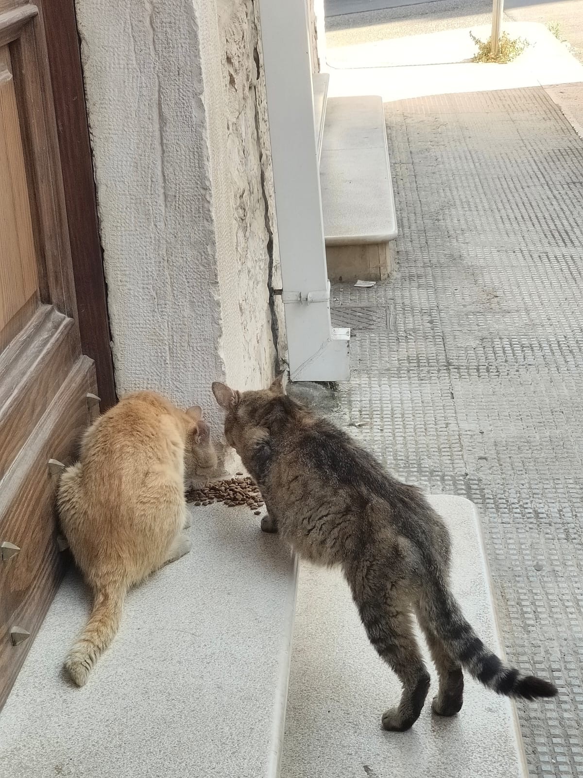 Immagine caricata dall'utente 4