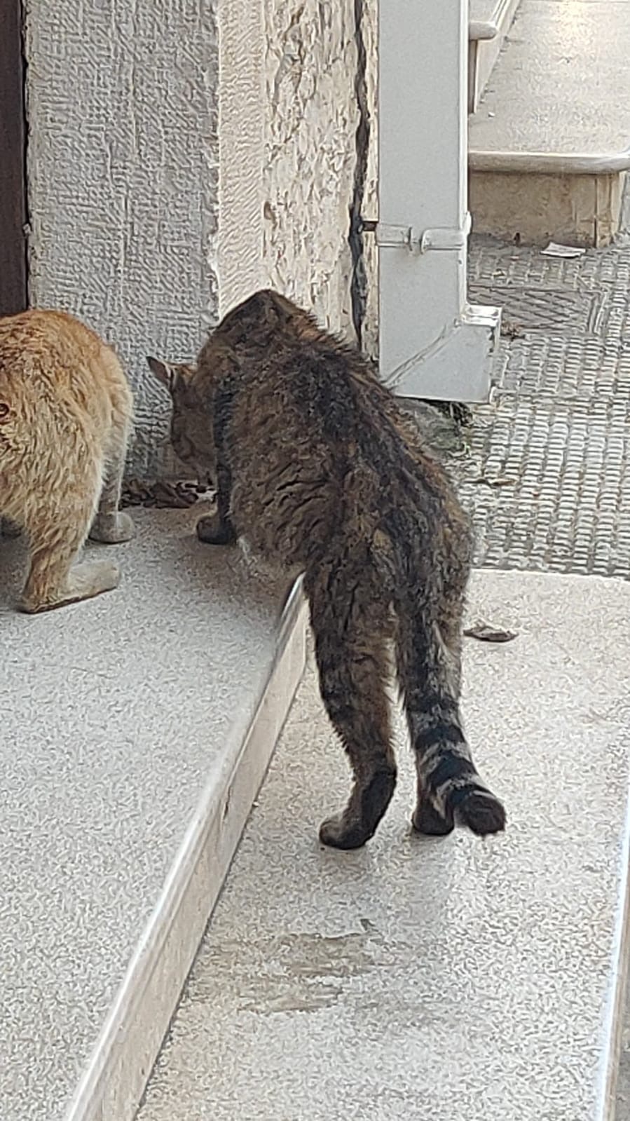 Immagine caricata dall'utente 3