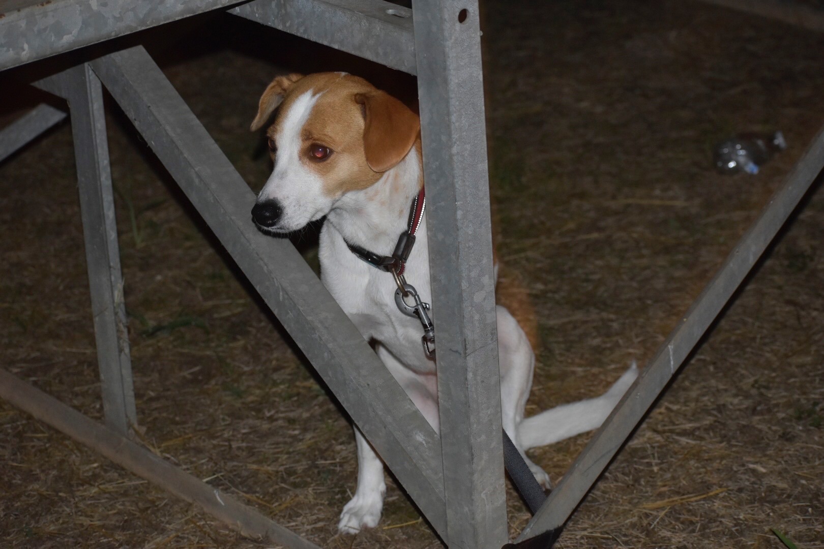 Help Marsha Get Urgent Veterinary Care campaign photo, 4 of 8