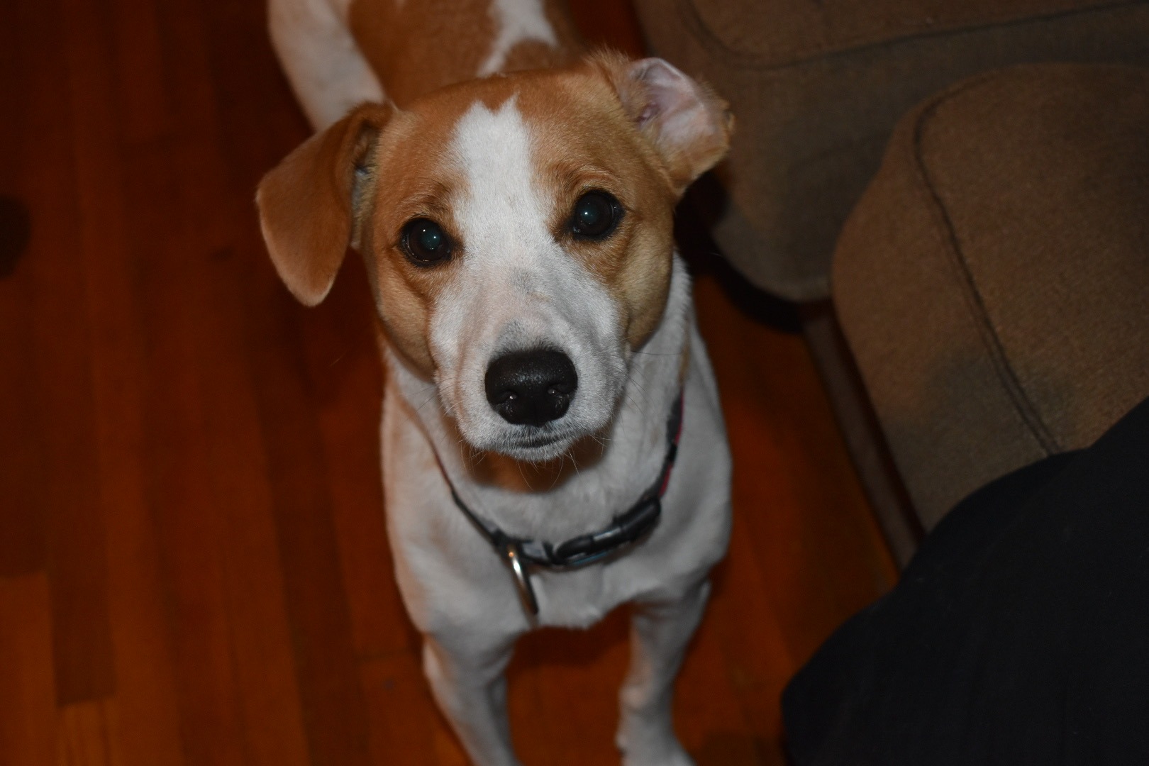 Help Marsha Get Urgent Veterinary Care campaign photo, 2 of 8