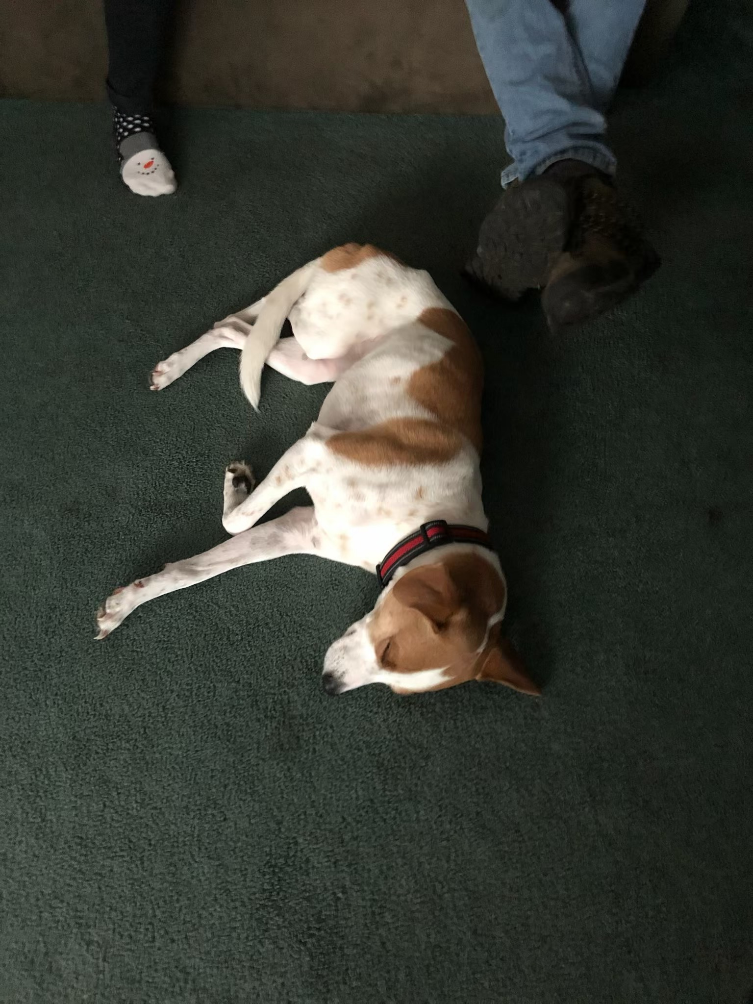 Help Marsha Get Urgent Veterinary Care campaign photo, 6 of 8