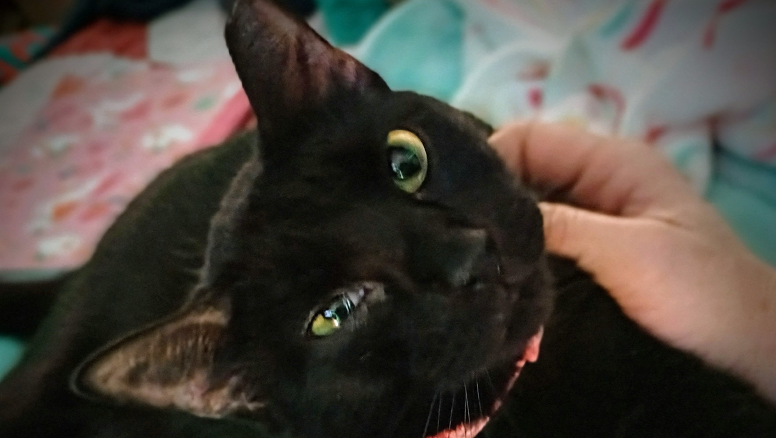 Help Leah Get Life-Saving Surgery for Luna