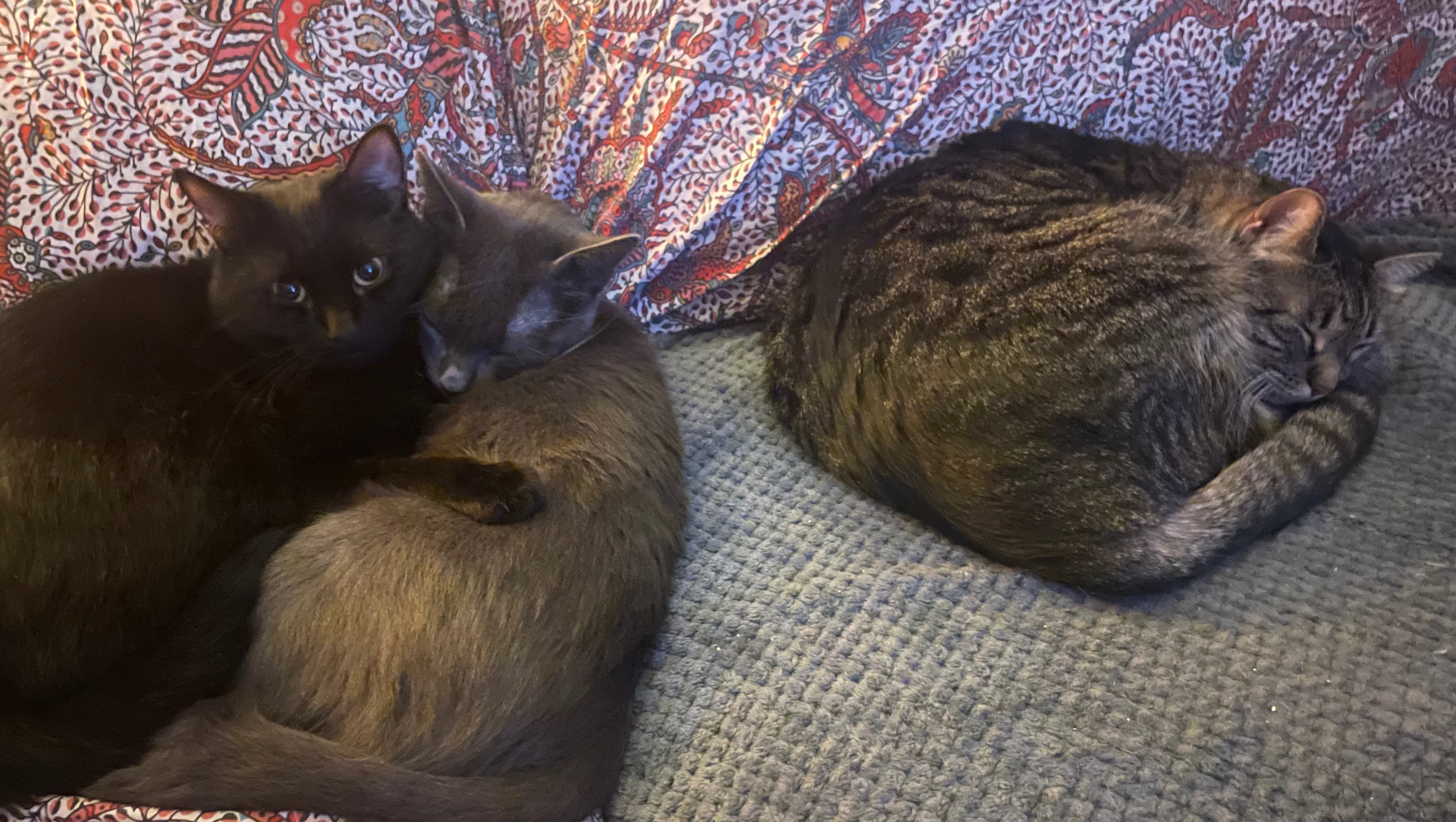 Un aiuto per tre splendidi micioni (NO ADOZIONE) photo