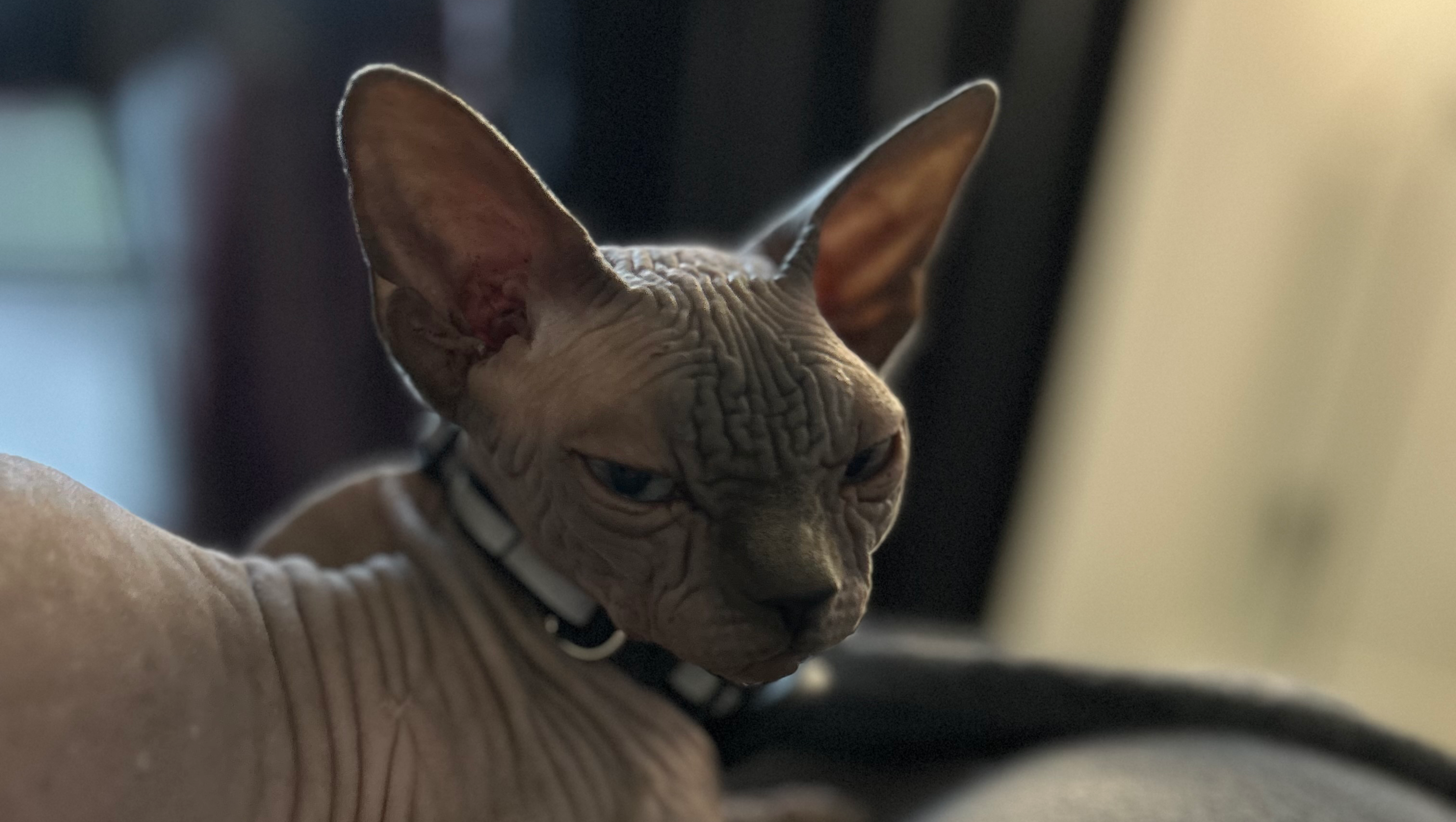  Je m'appelle Heidi photo