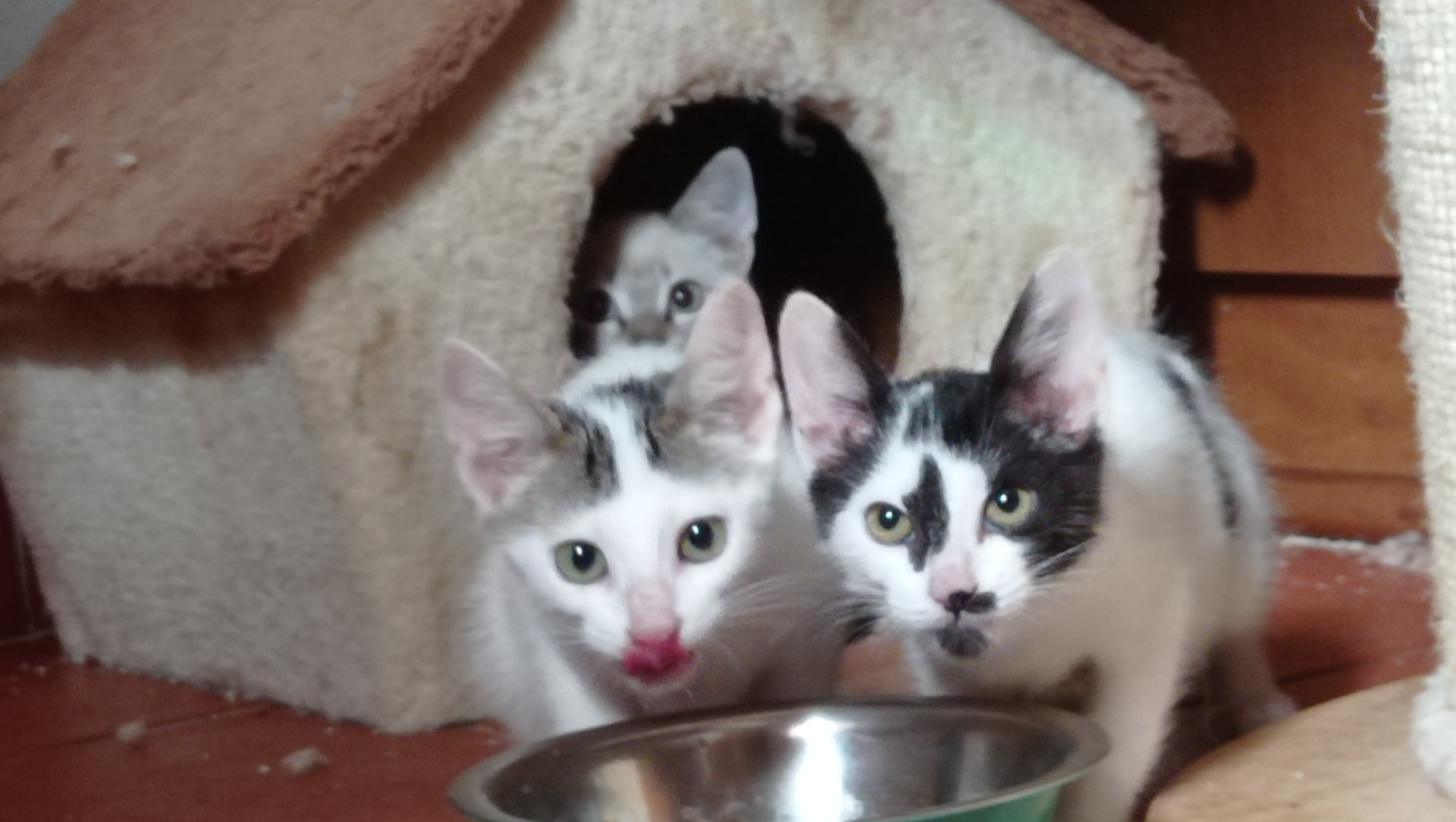 Hacer un refugio para gatos. Protectora Adopta Plasencia photo