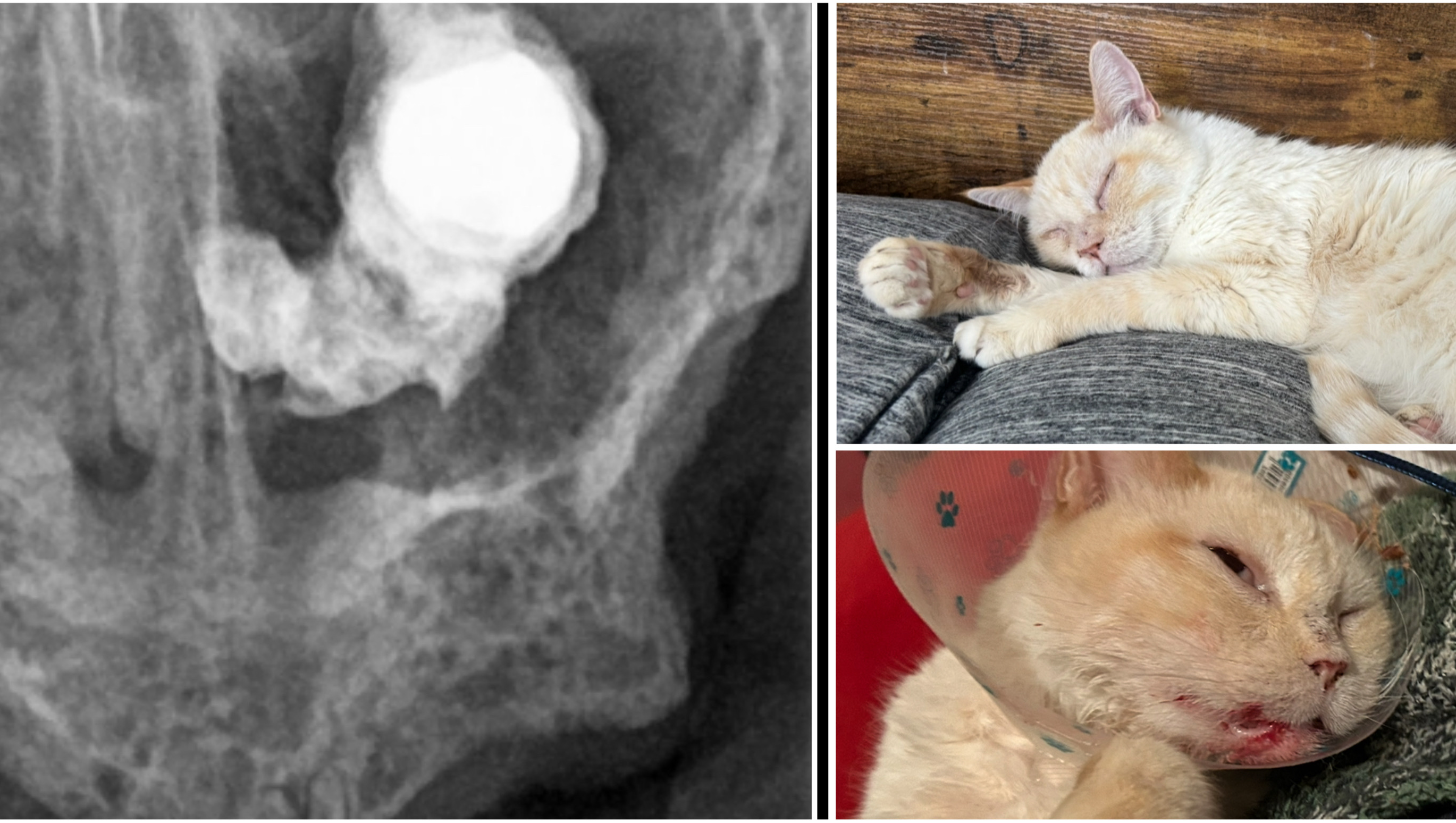 Help Gummy Recover from Bullet Injuries photo