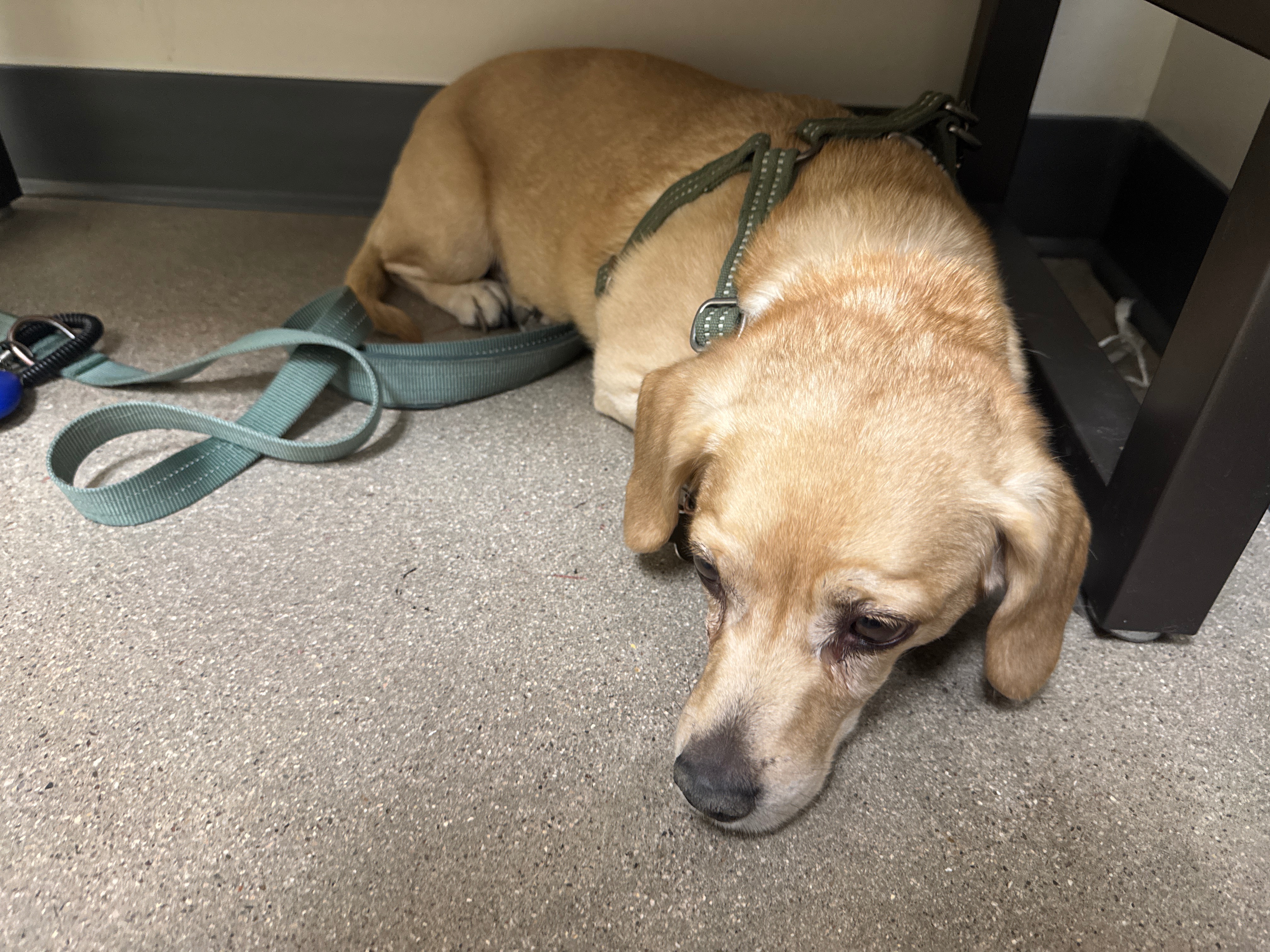 Link Needs Surgery - Mom Needs Your Help campaign photo, 5 of 6