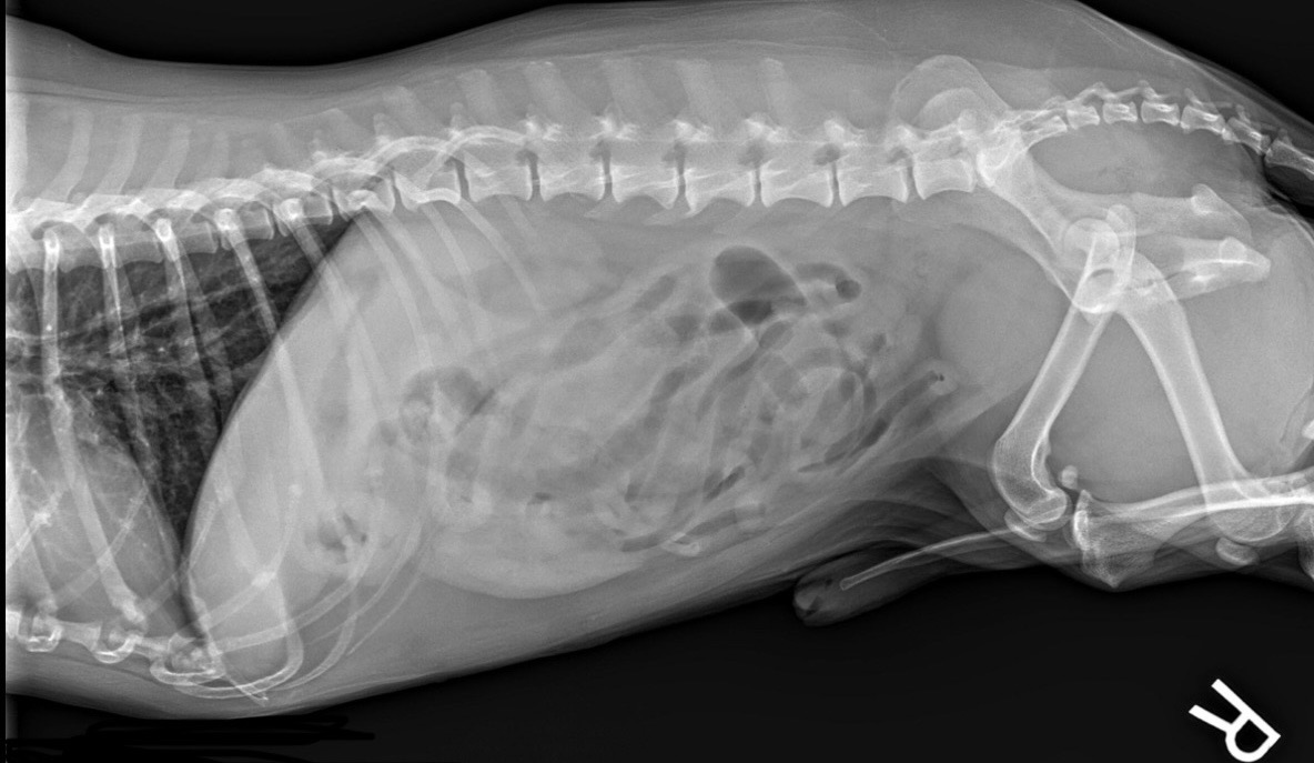 Link Needs Surgery - Mom Needs Your Help campaign photo, 2 of 6