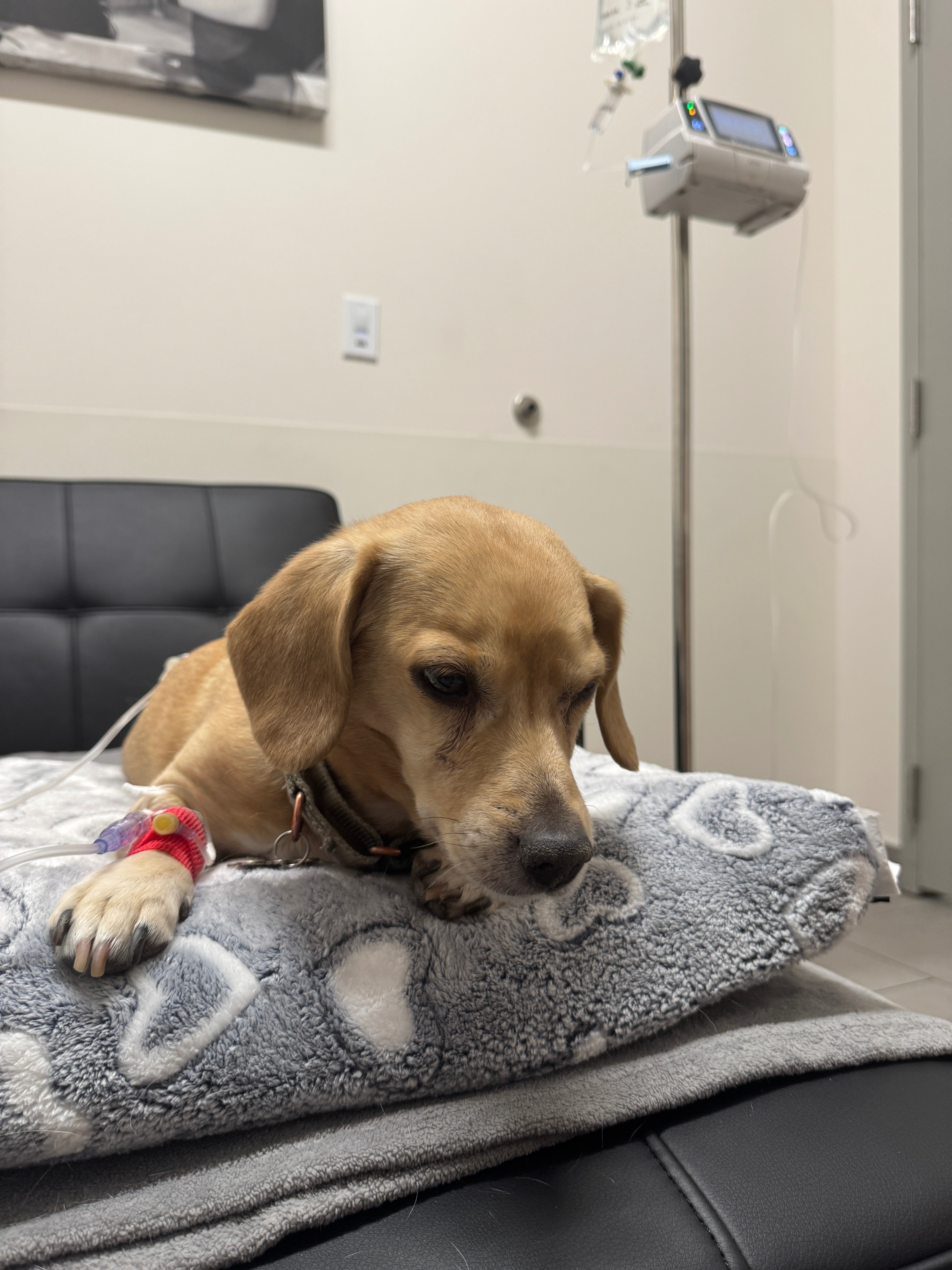 Link Needs Surgery - Mom Needs Your Help campaign photo, 4 of 6