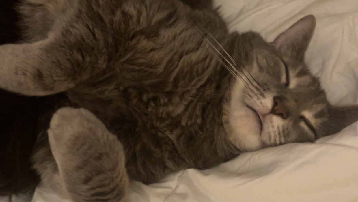 Help Johanna's Cat Bean Smile Again photo