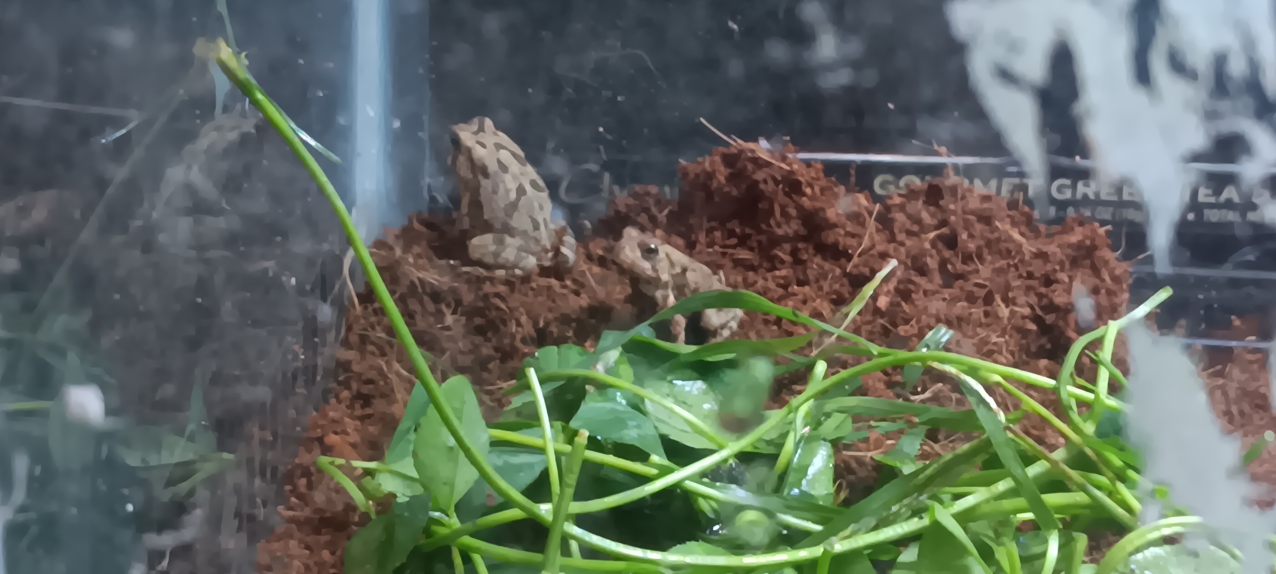 Support Our Reptile Rehab Efforts campaign photo, 4 of 8