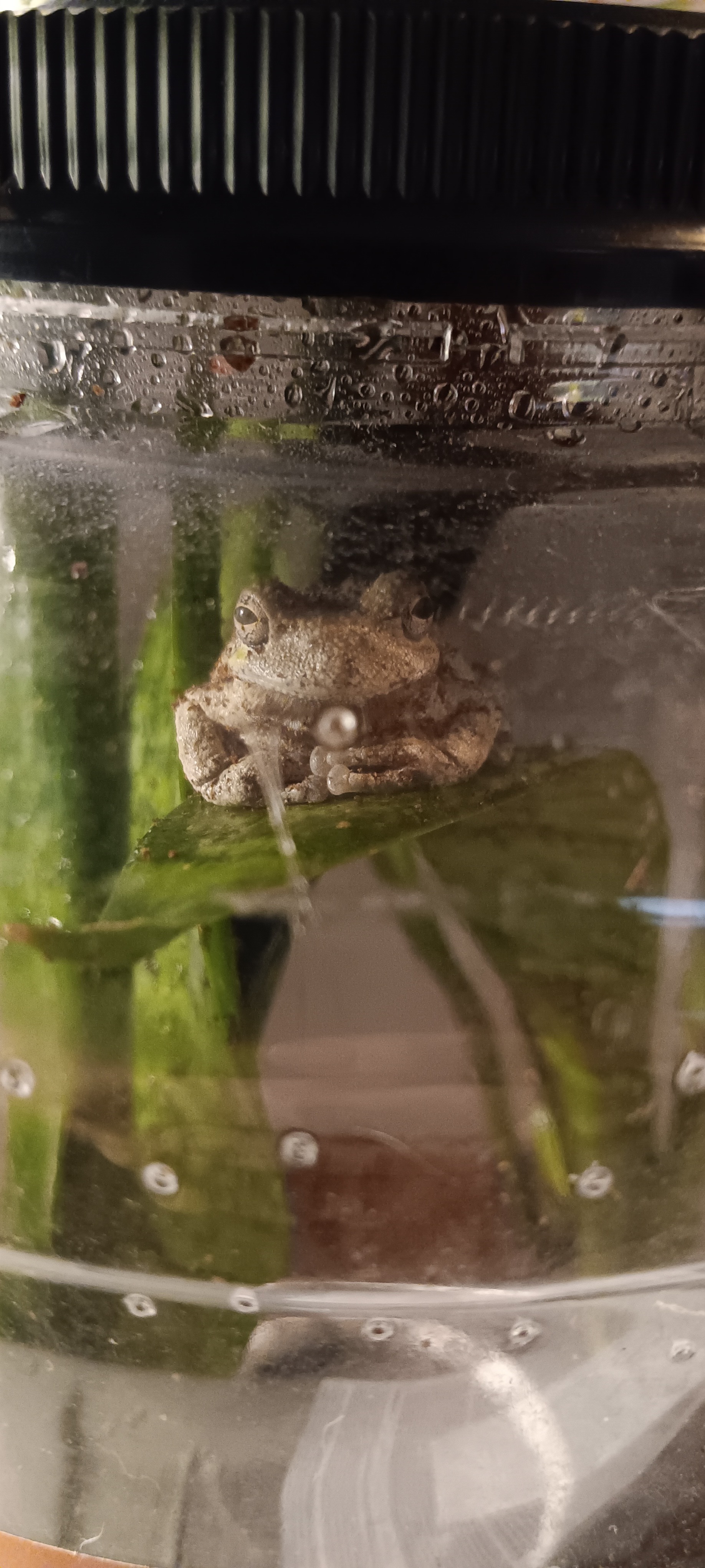 Support Our Reptile Rehab Efforts campaign photo, 5 of 8