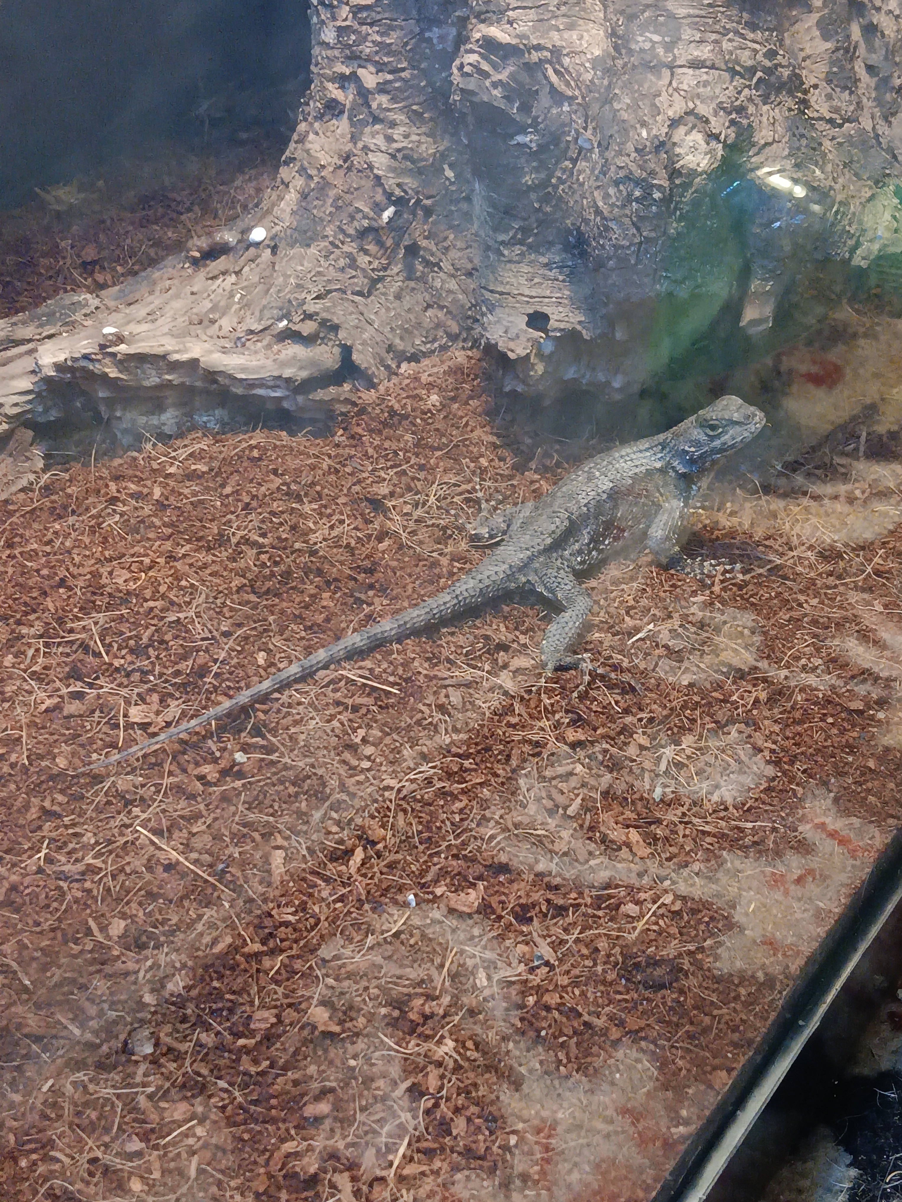Support Our Reptile Rehab Efforts campaign photo, 6 of 8