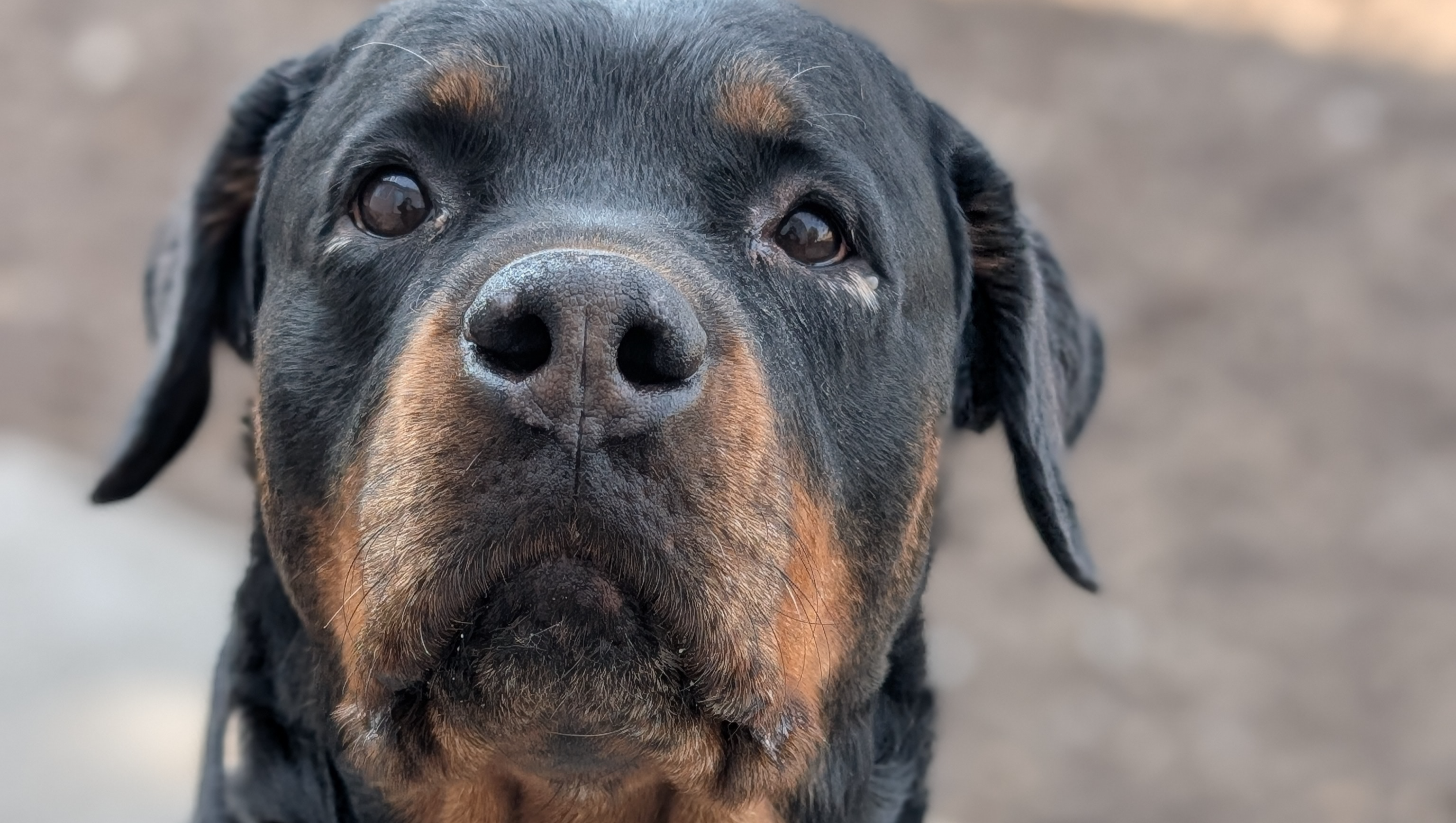 Help Brandy, Cassie & Teddy Get the Vet Care They Deserve 