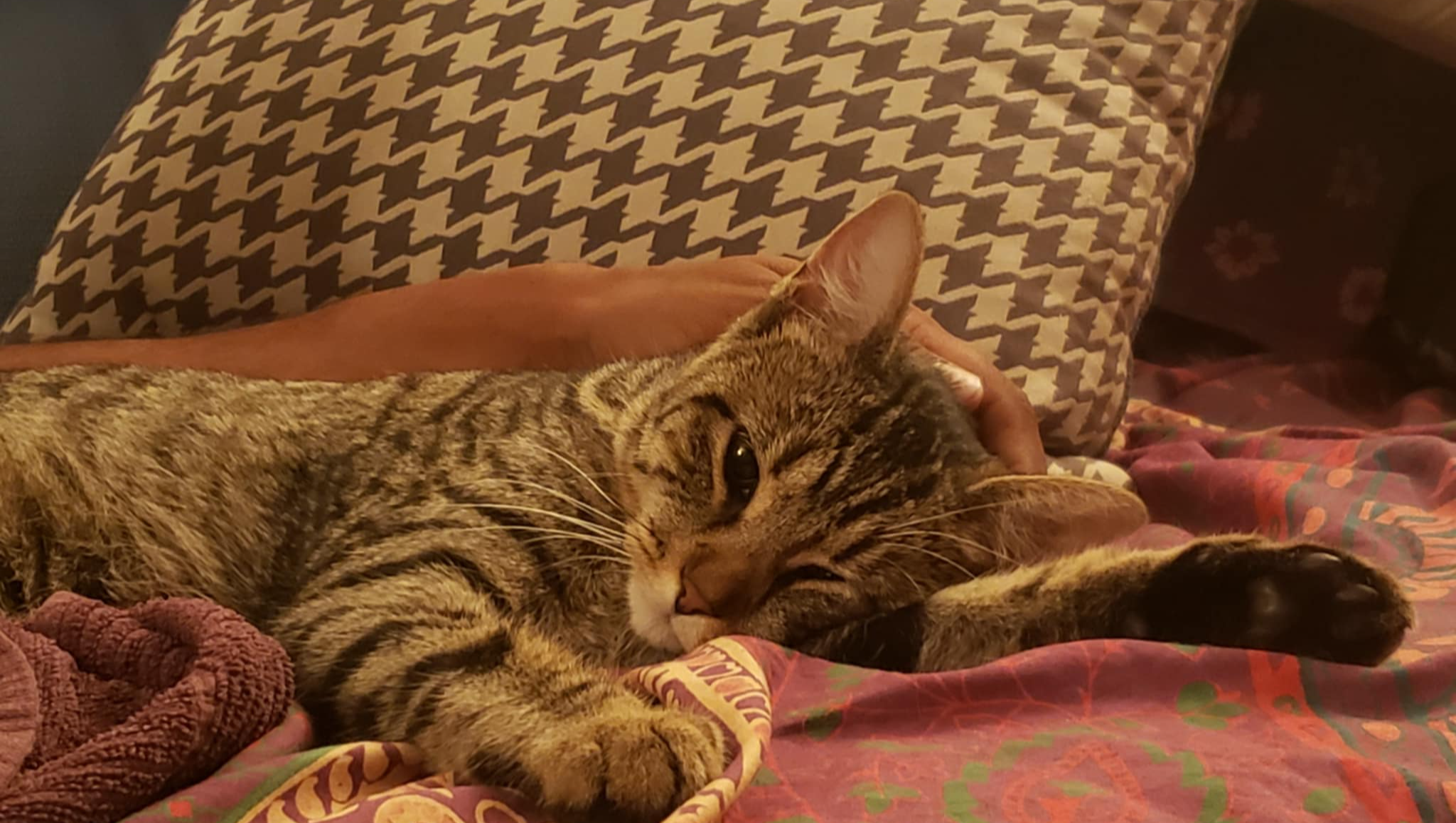 Help Our Sweet Seijii get back on her Paws photo