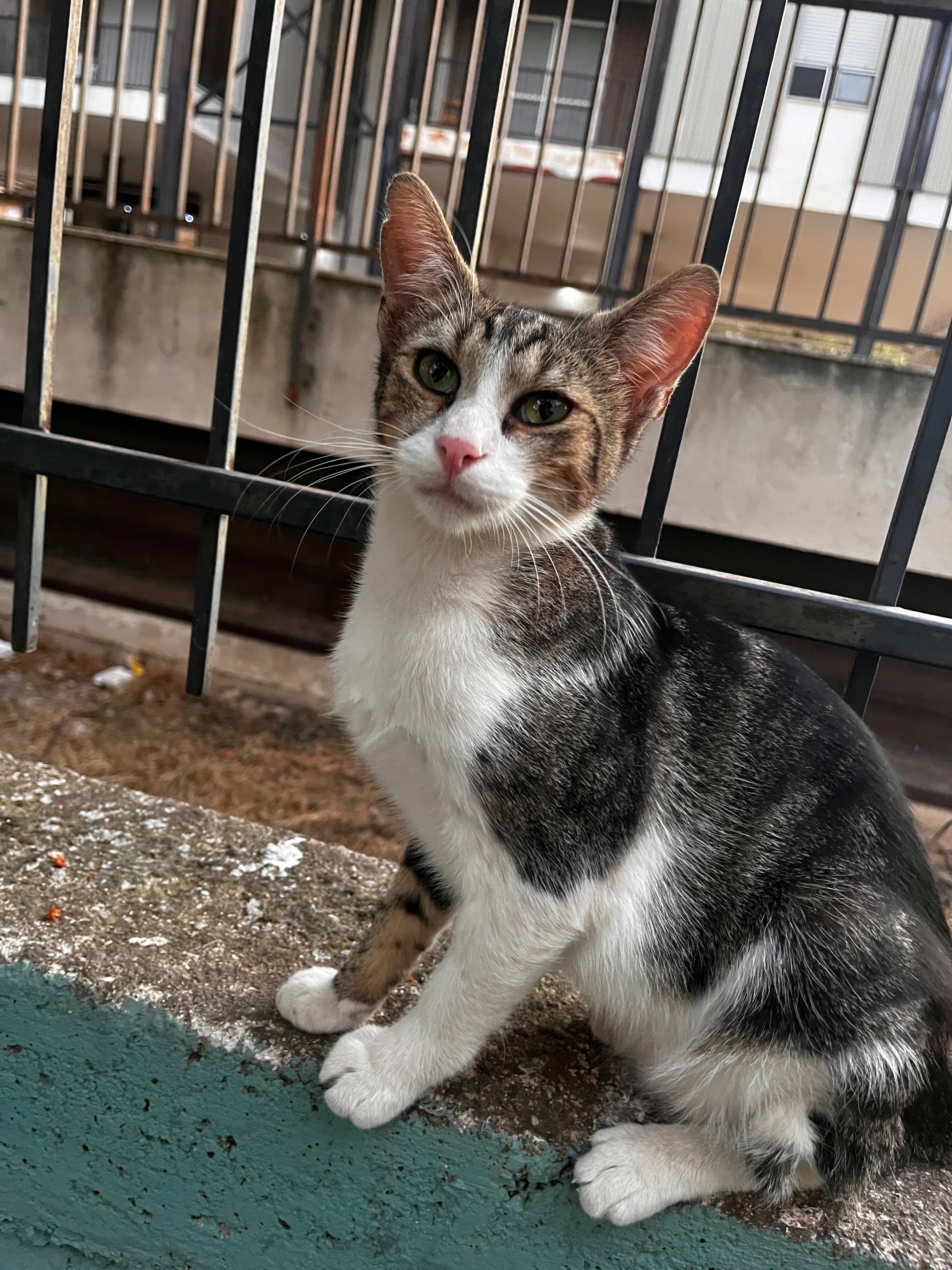 User-uploaded image 1