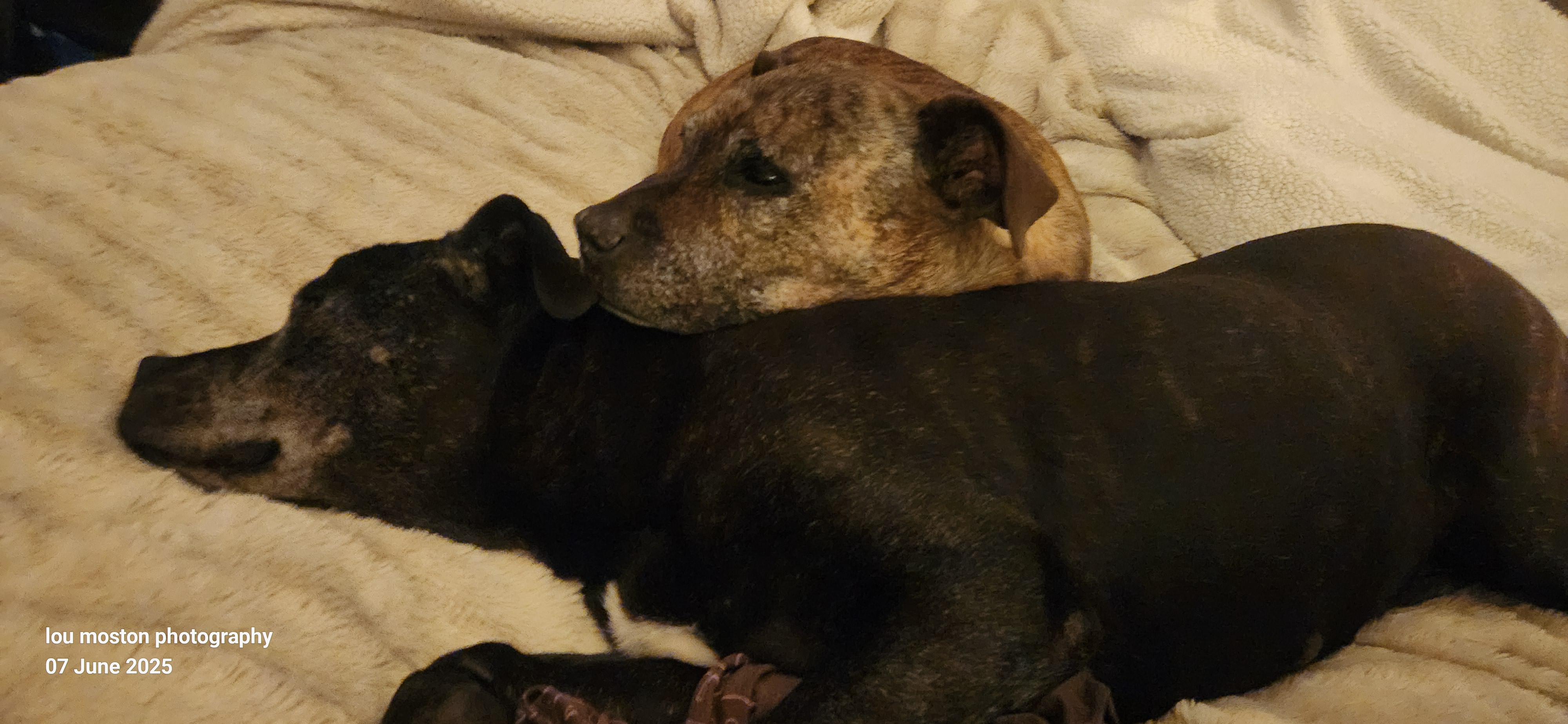Help me give my dog what she needs for her cancer please campaign photo, 6 of 7