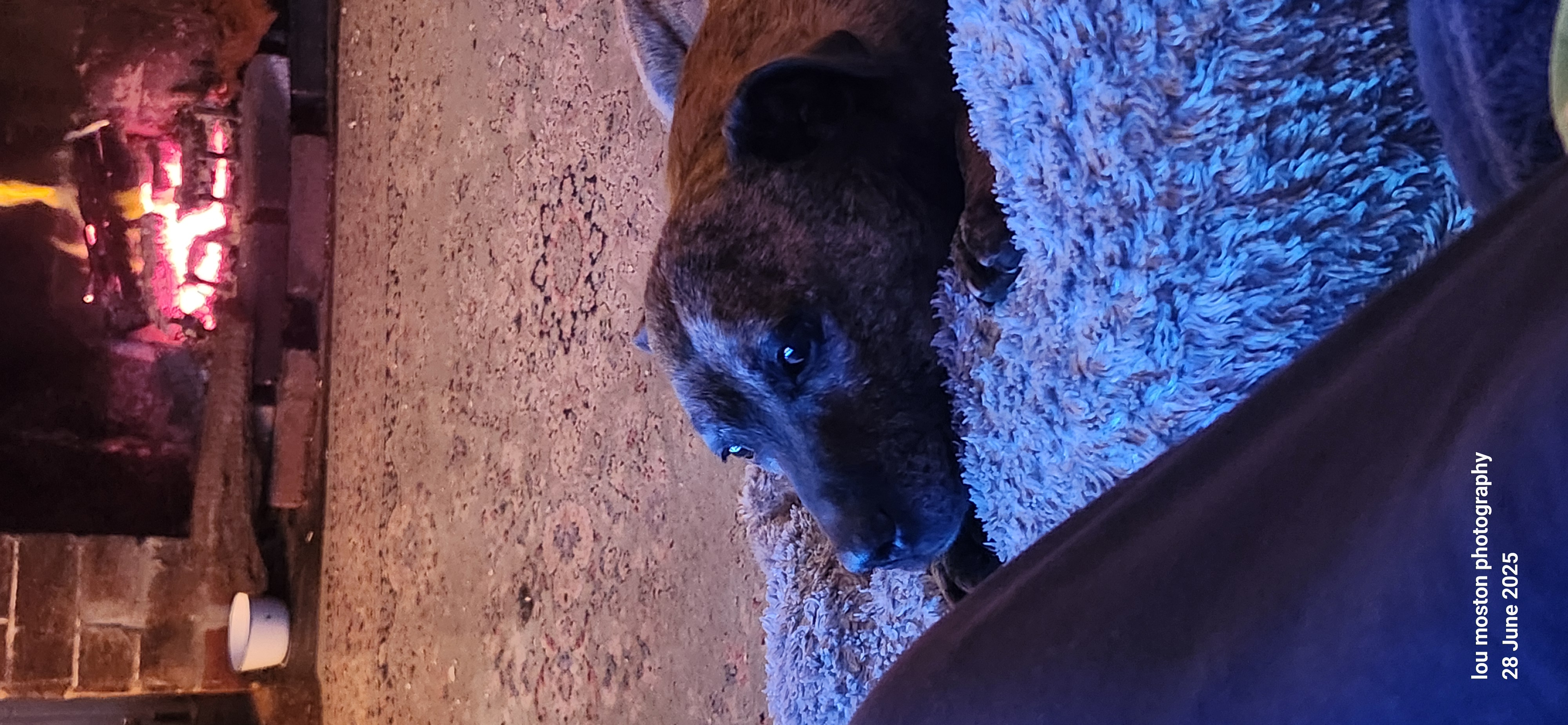 Help me give my dog what she needs for her cancer please campaign photo, 2 of 7