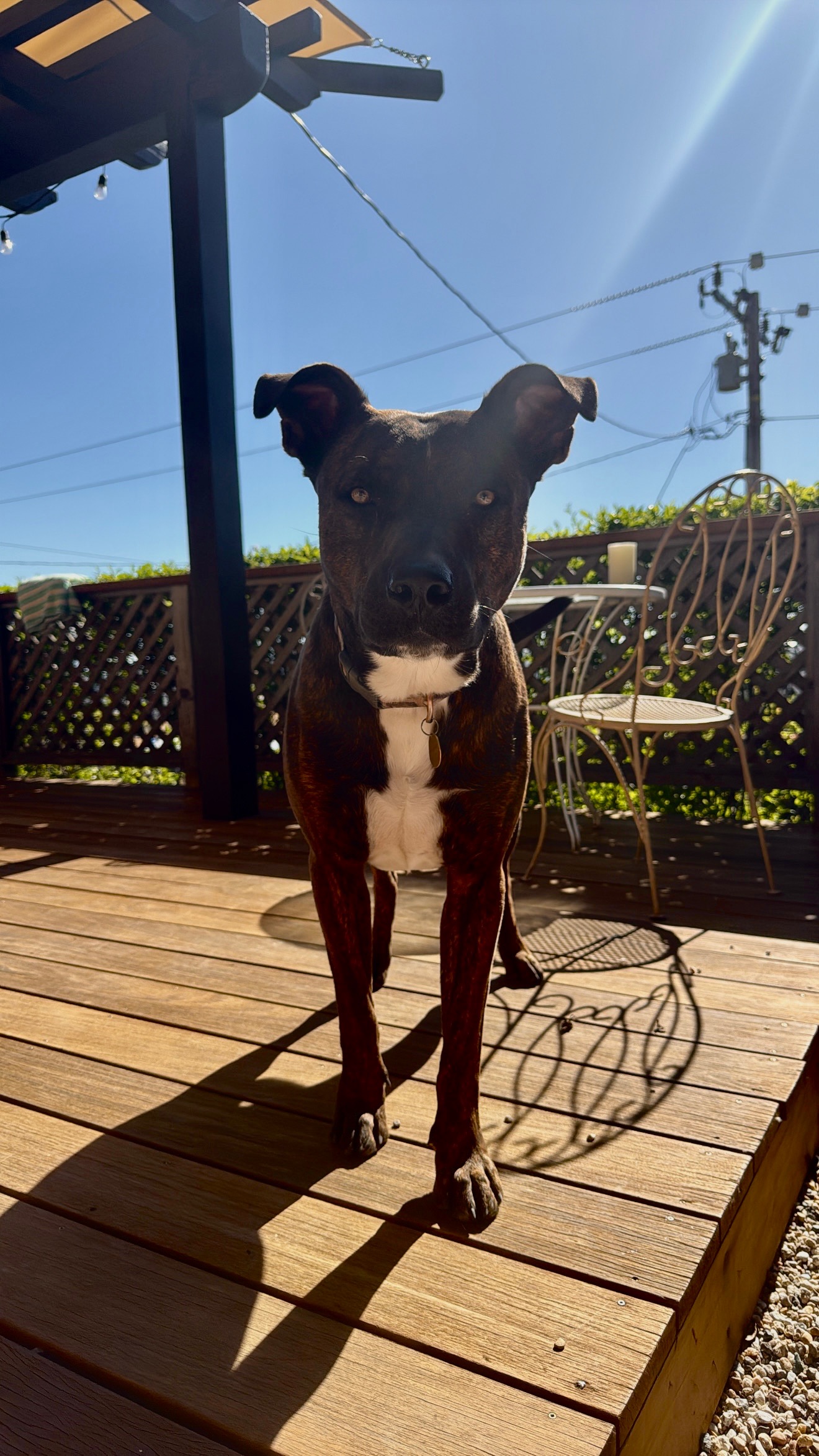Help with Toro’s Surgery campaign photo, 7 of 8