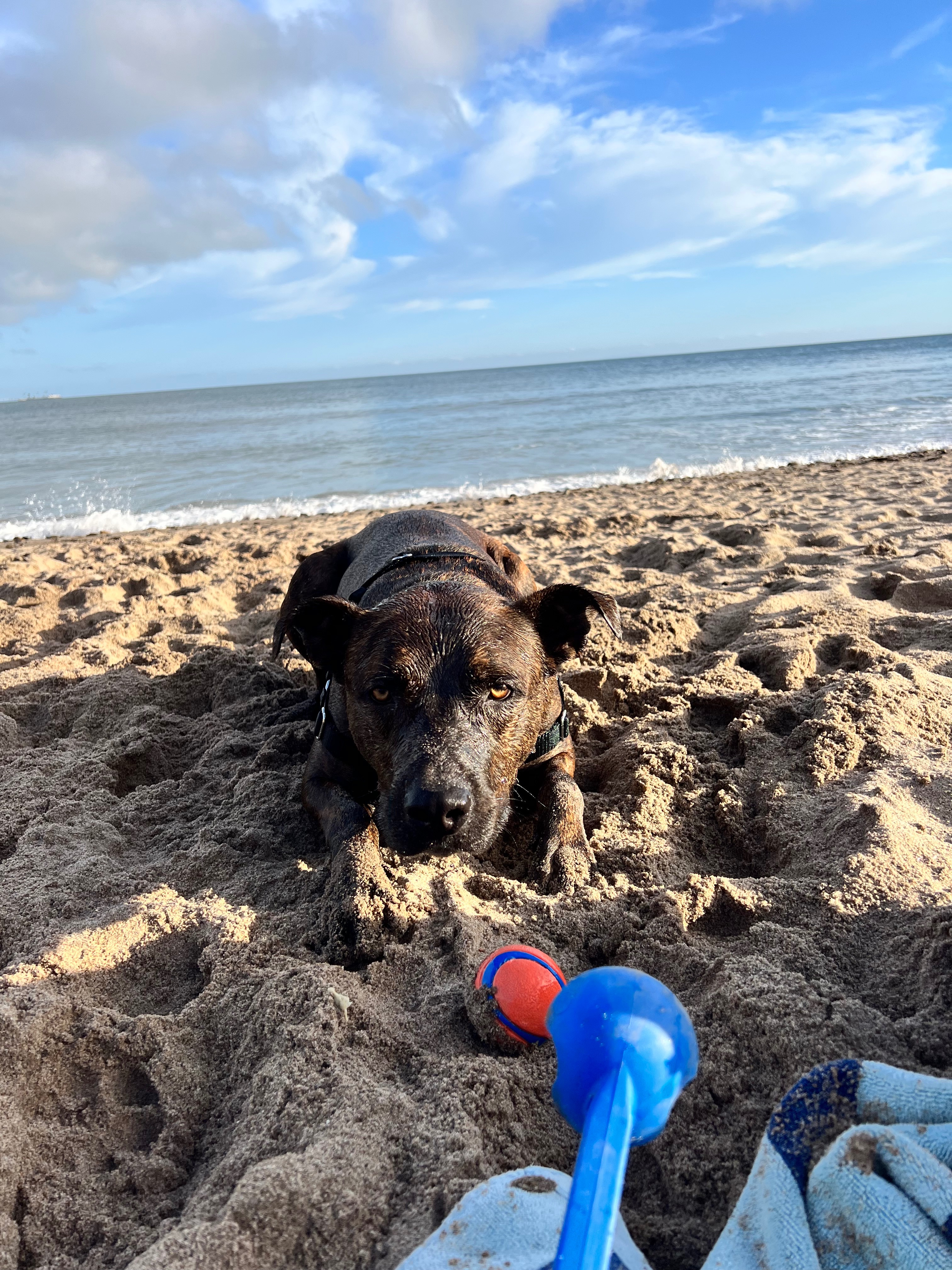 Help with Toro’s Surgery campaign photo, 2 of 8
