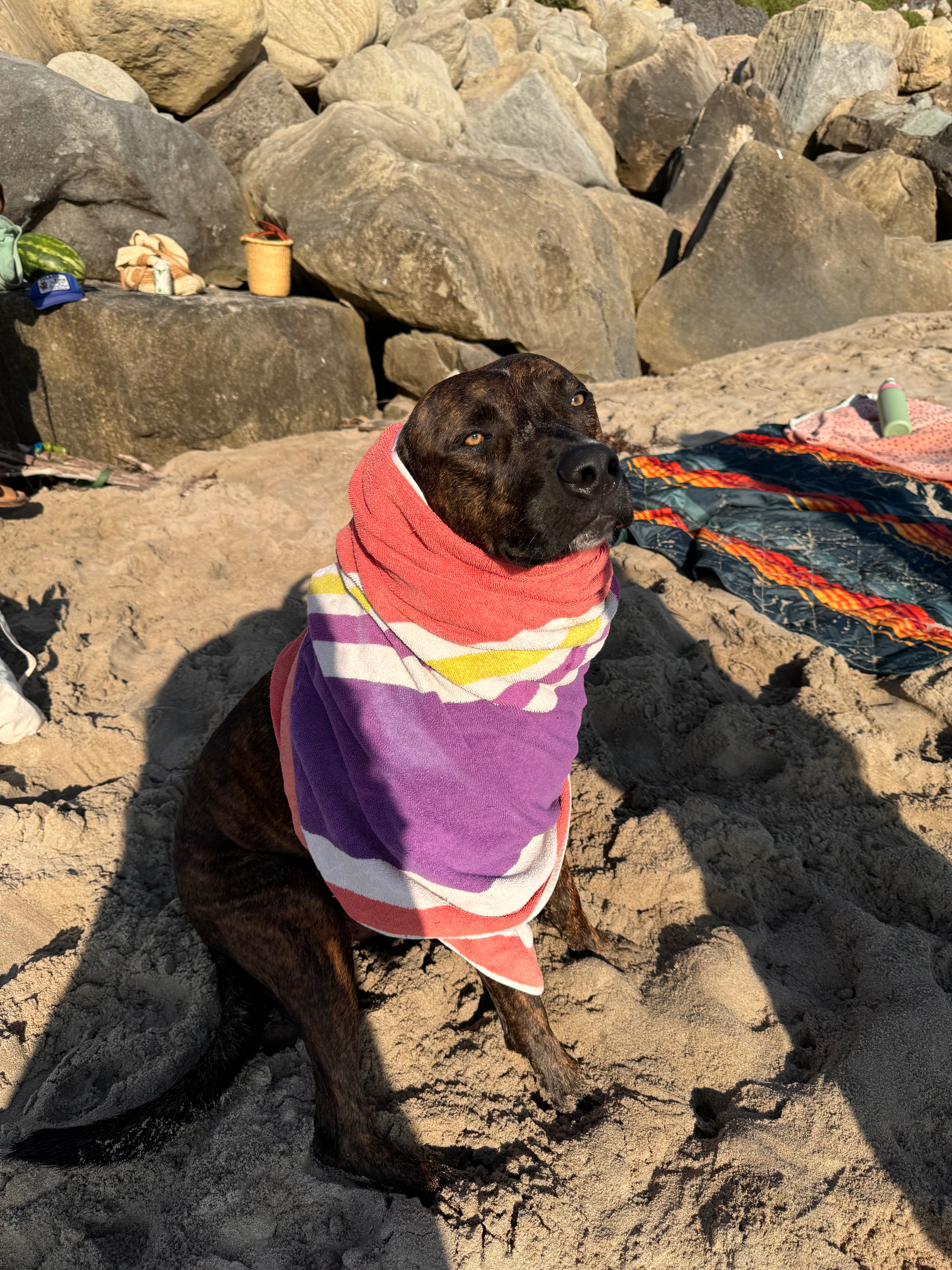 Help with Toro’s Surgery campaign photo, 4 of 8