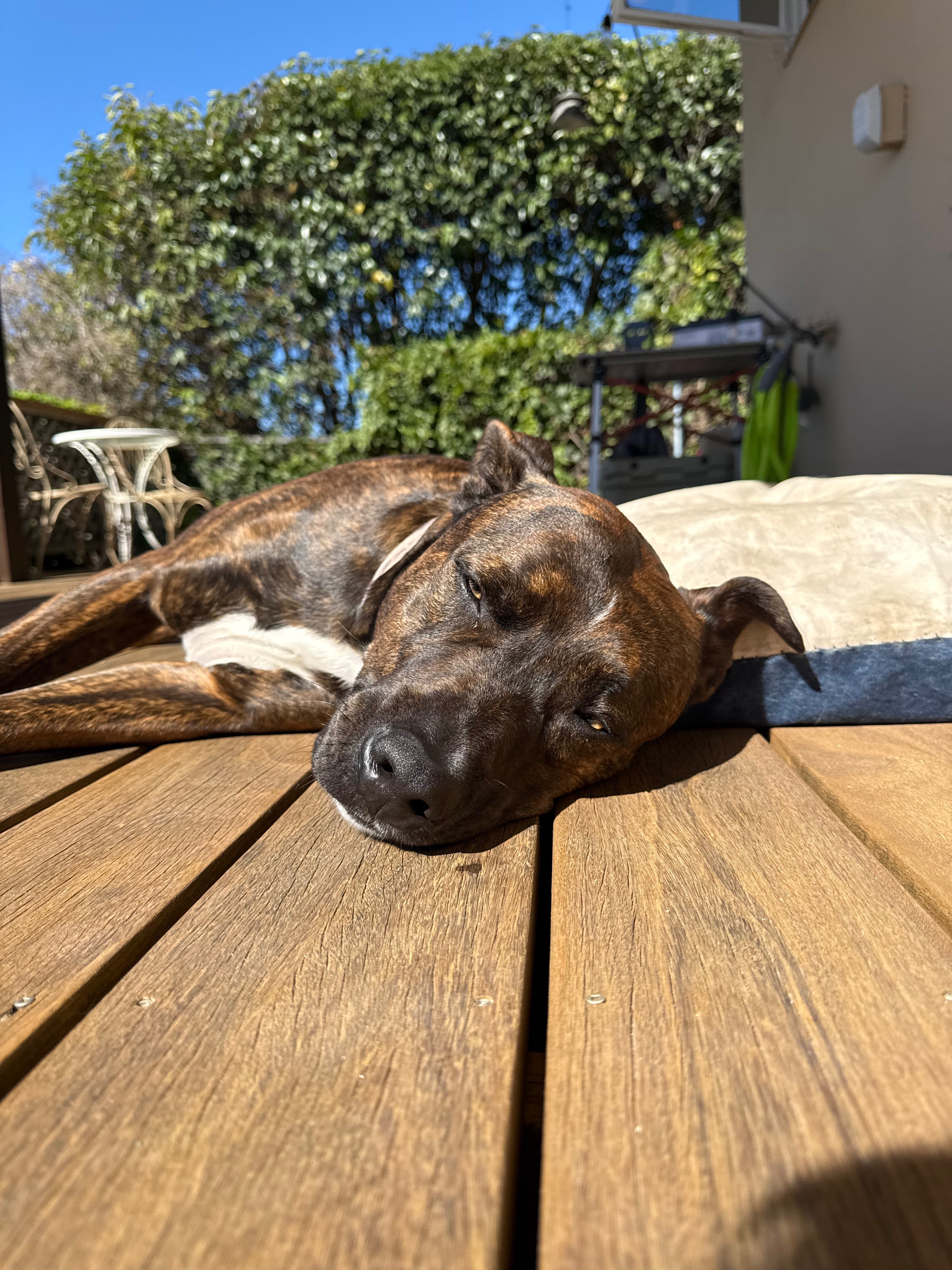 Help with Toro’s Surgery campaign photo, 5 of 8
