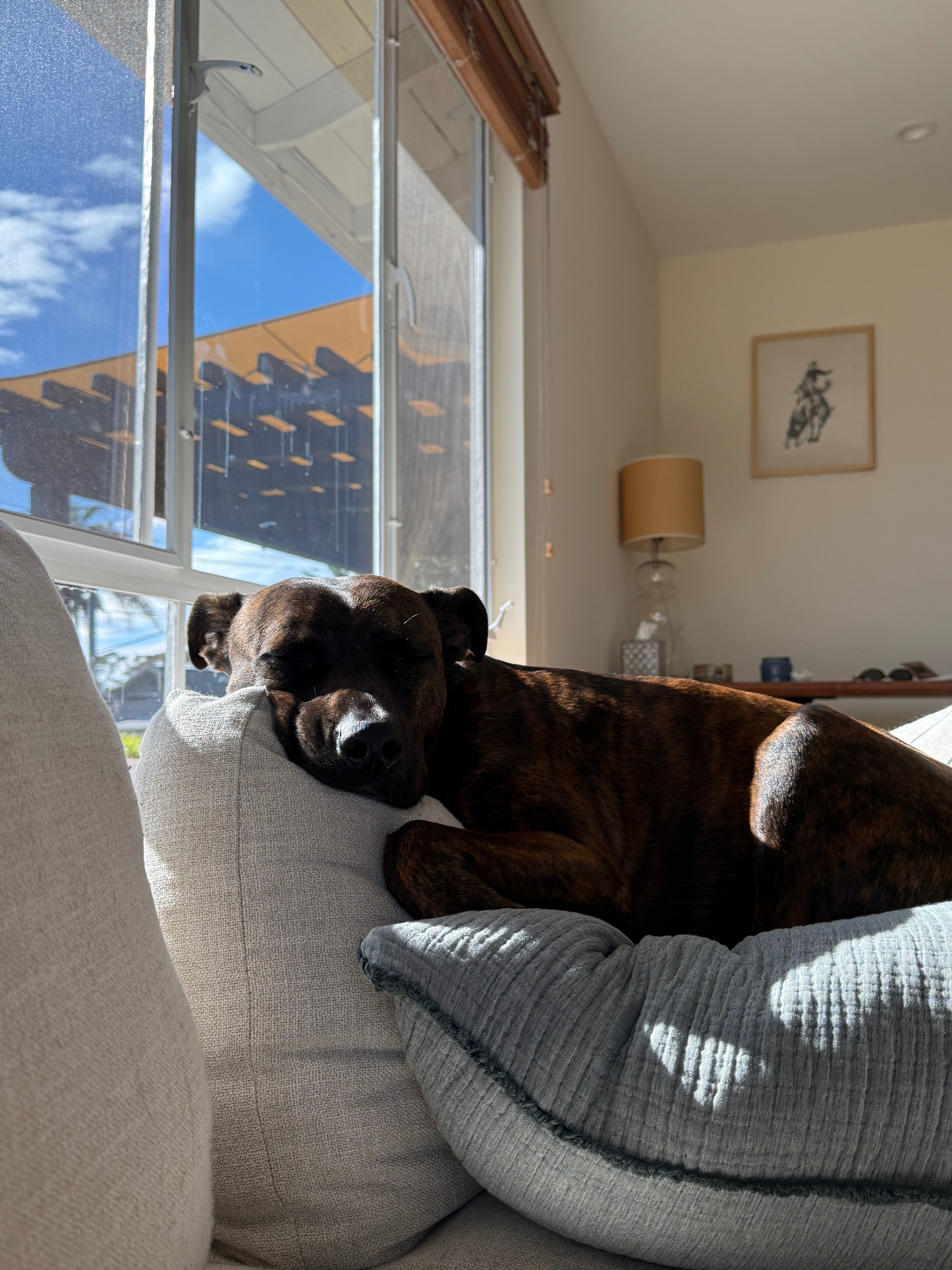Help with Toro’s Surgery campaign photo, 6 of 8