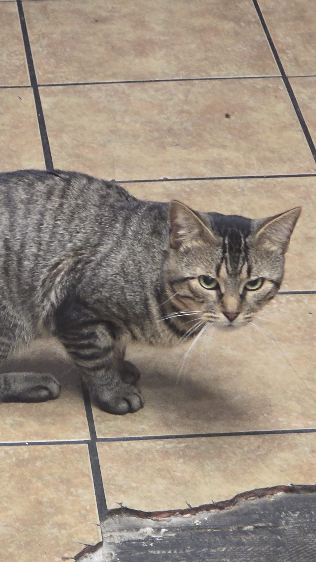 User-uploaded image 1