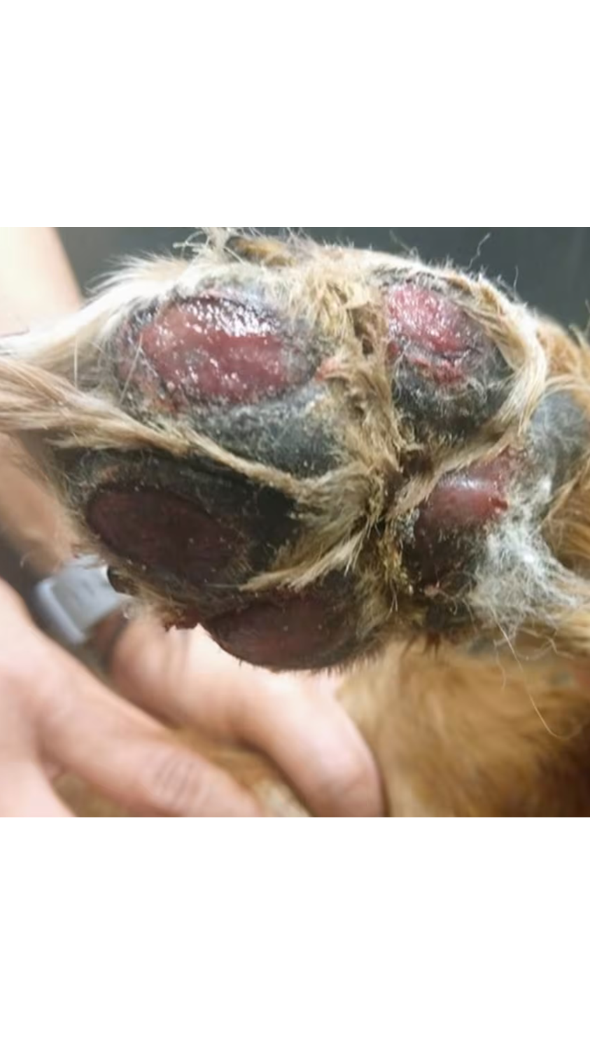 Help Loki Heal From a Painful Burn photo