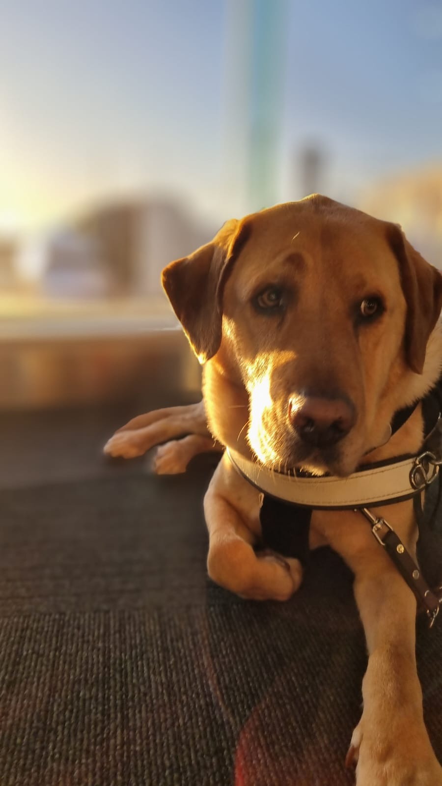 Support TravelPaws campaign photo, 4 of 6