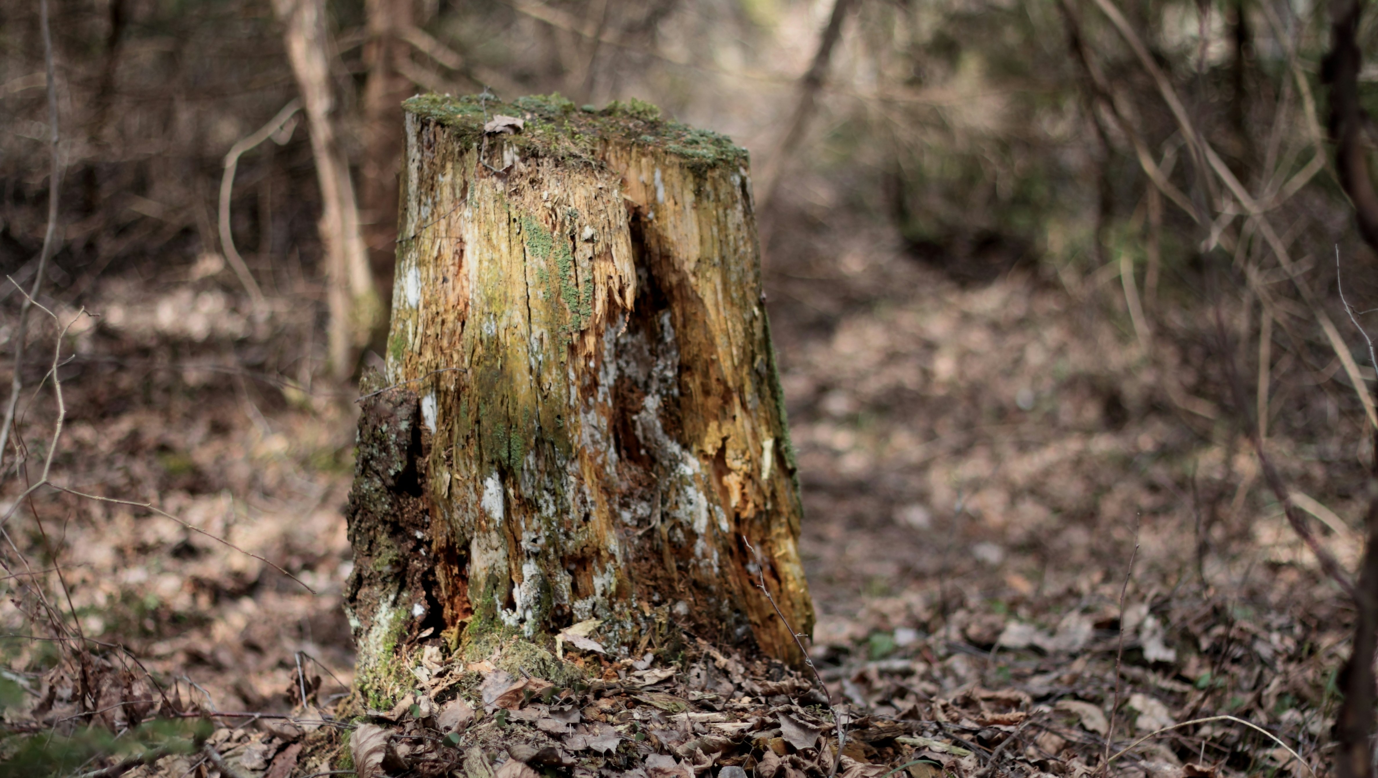 GreenCraft: Art That Heals the Earth and Inspires the Heart photo