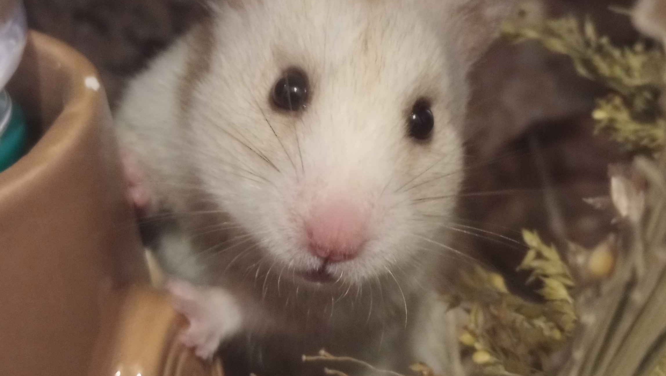 Sif The Hamster's open pyometra treatment photo