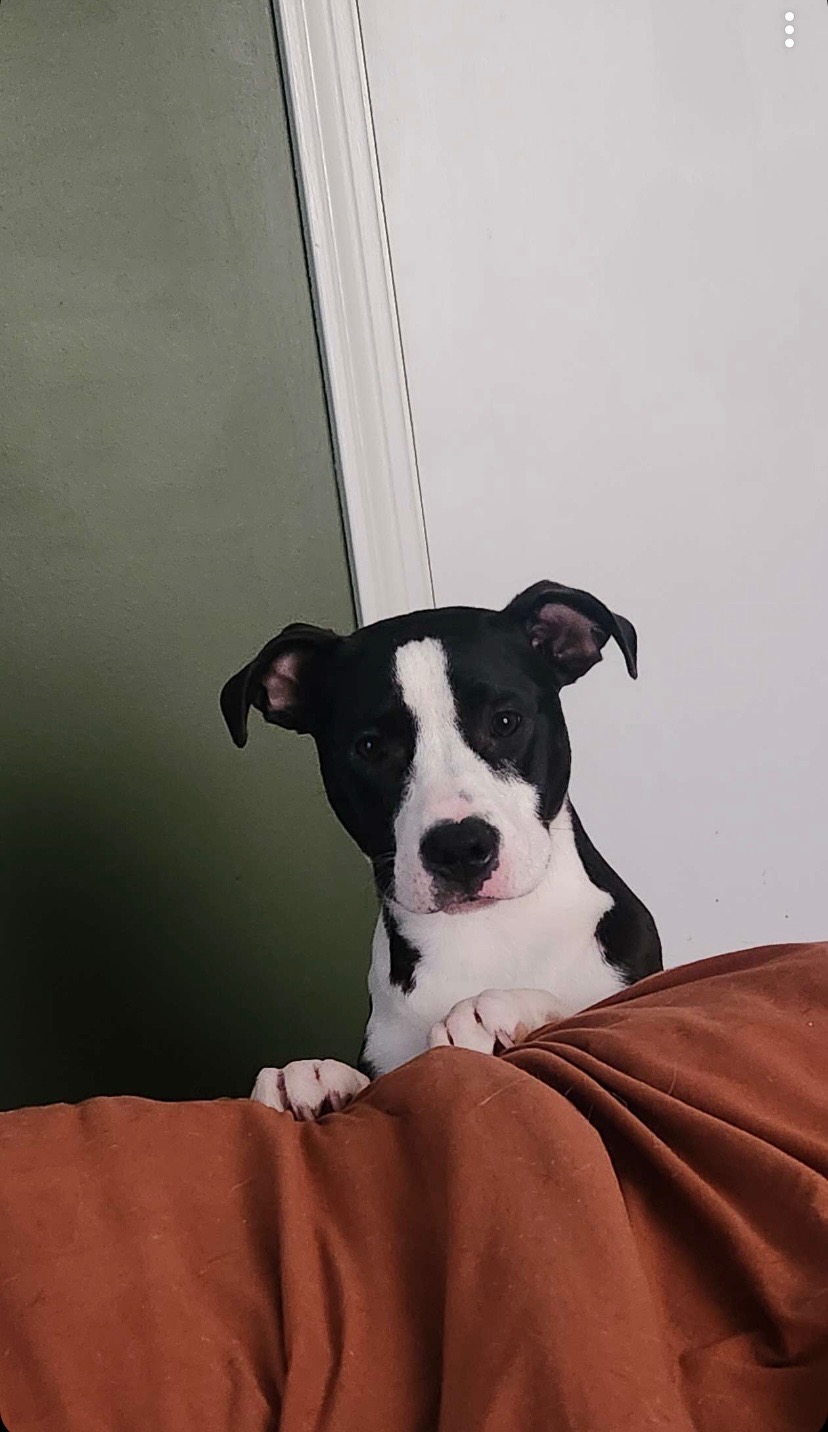 Fund Artemis's Life-Changing Surgery campaign photo, 7 of 8