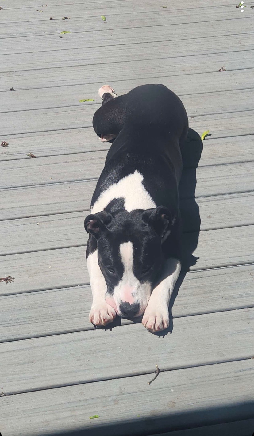 Fund Artemis's Life-Changing Surgery campaign photo, 2 of 8