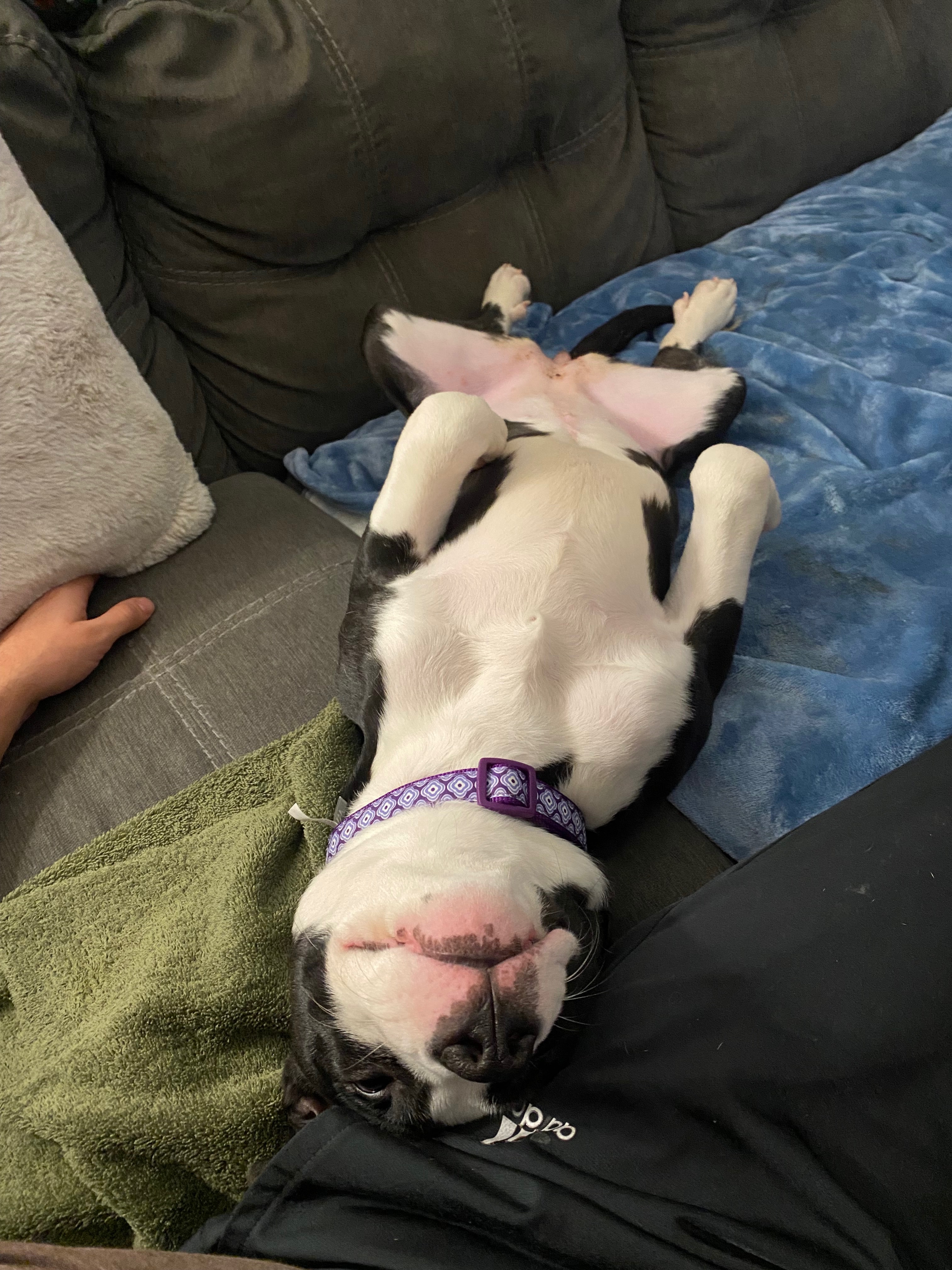 Fund Artemis's Life-Changing Surgery campaign photo, 5 of 8