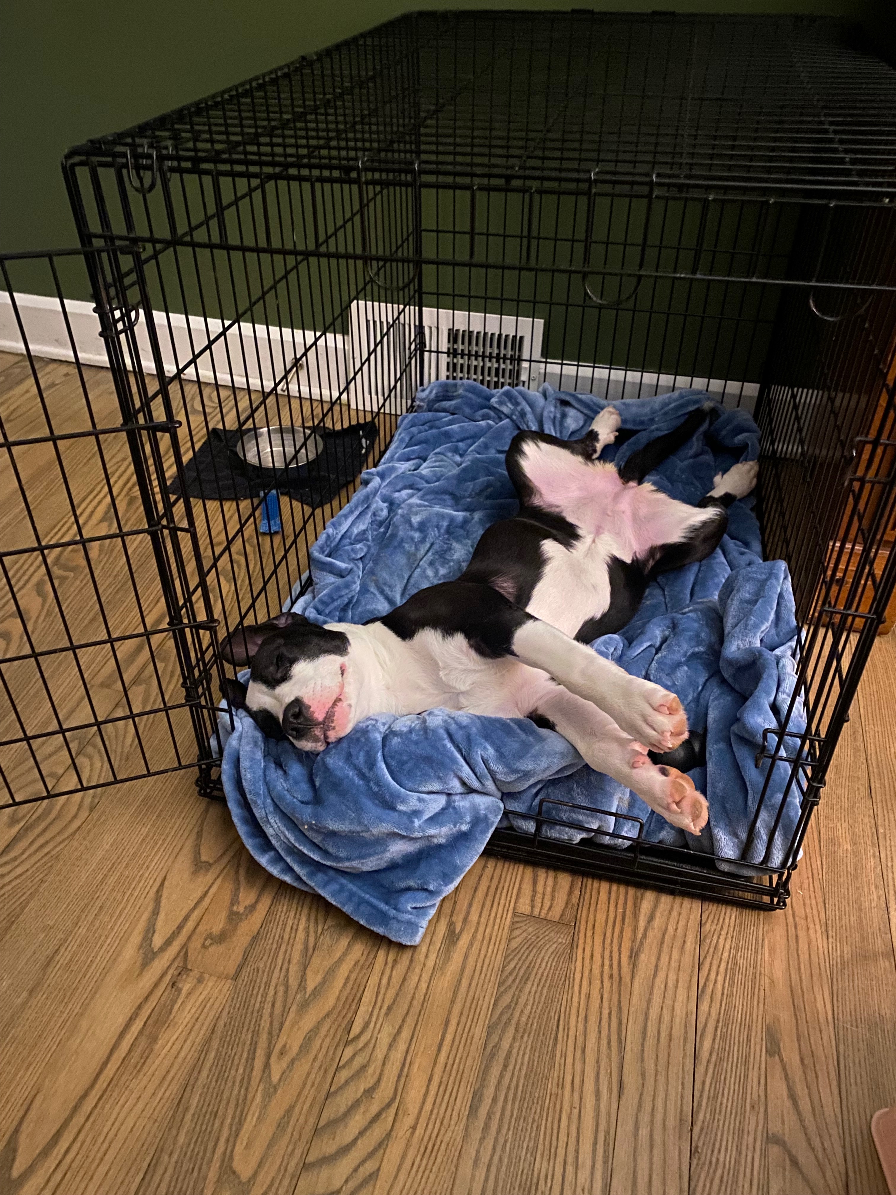Fund Artemis's Life-Changing Surgery campaign photo, 6 of 8