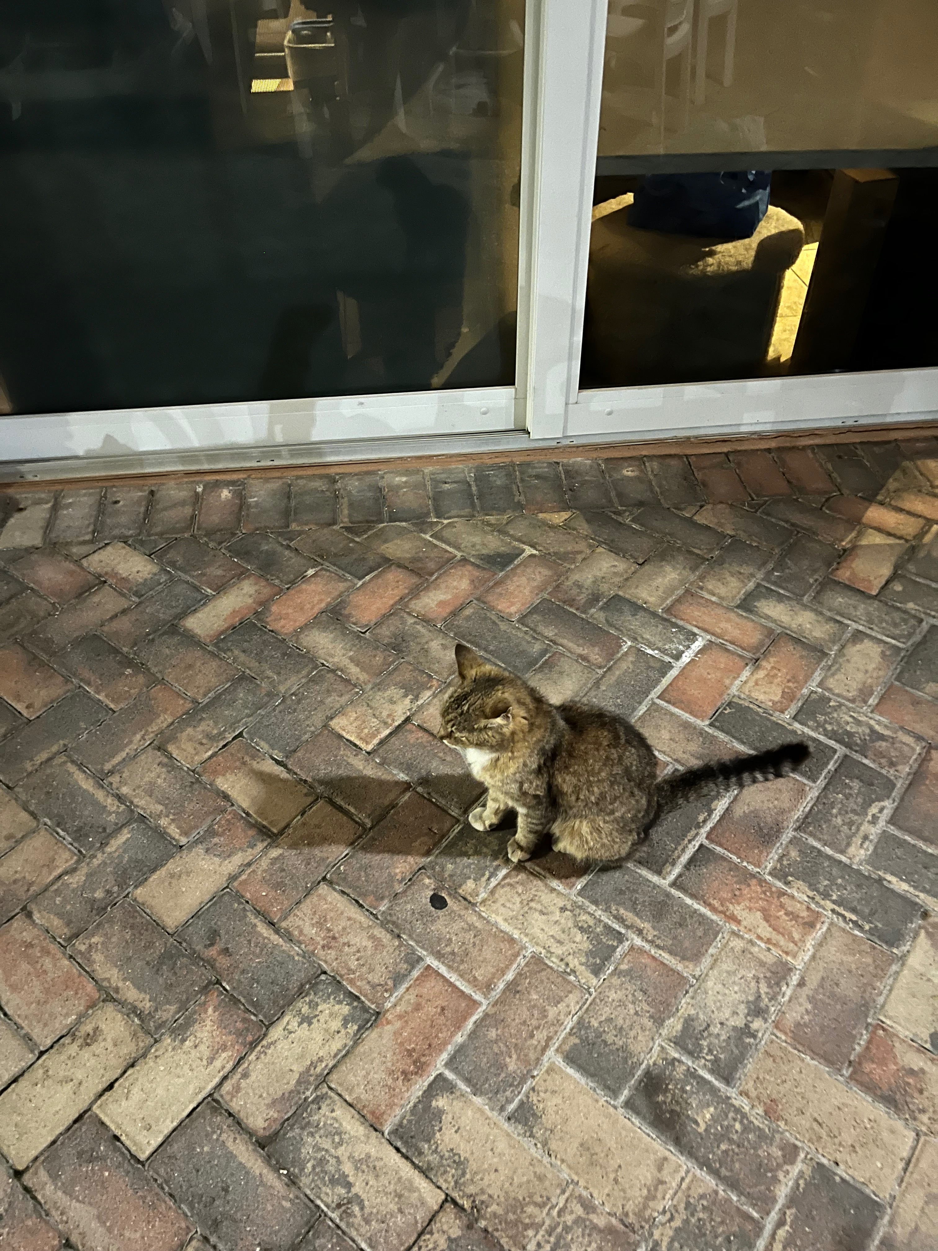 Help for Batty & the Canada House Kitties campaign photo, 2 of 7