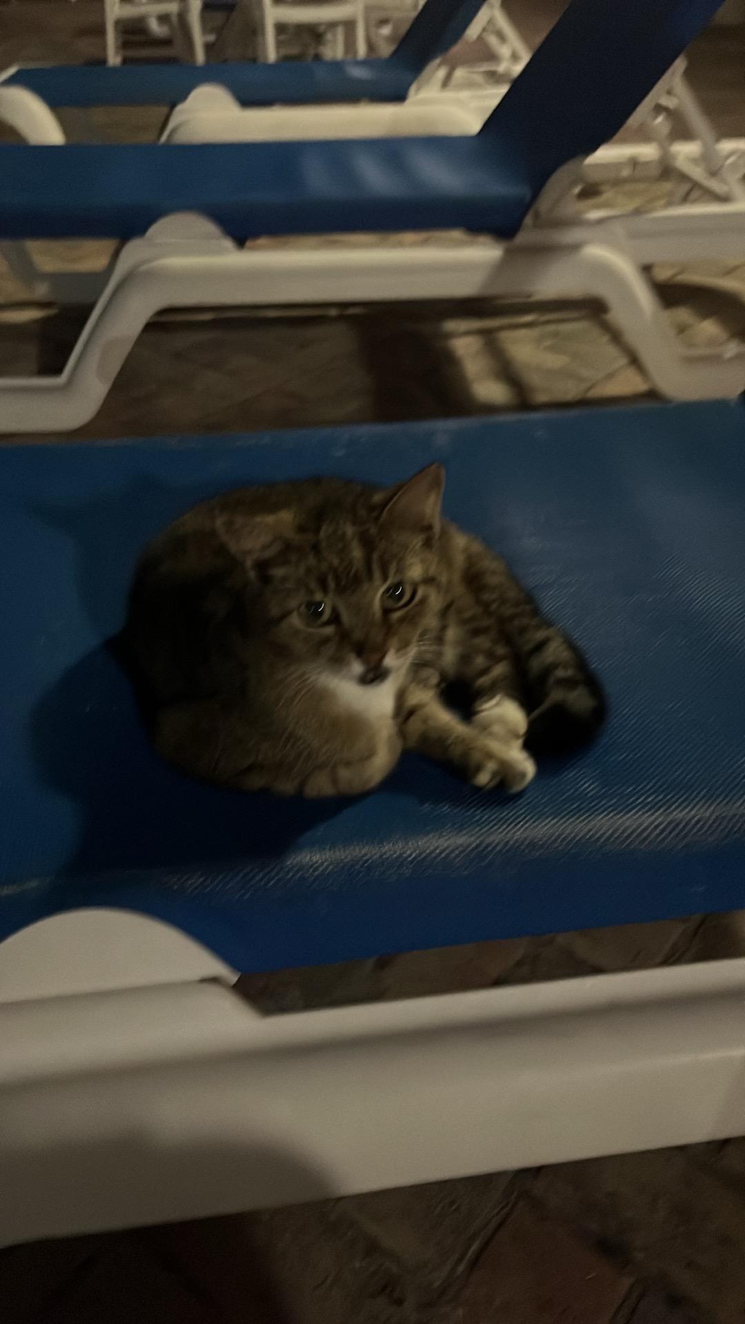 Help for Batty & the Canada House Kitties campaign photo, 4 of 7