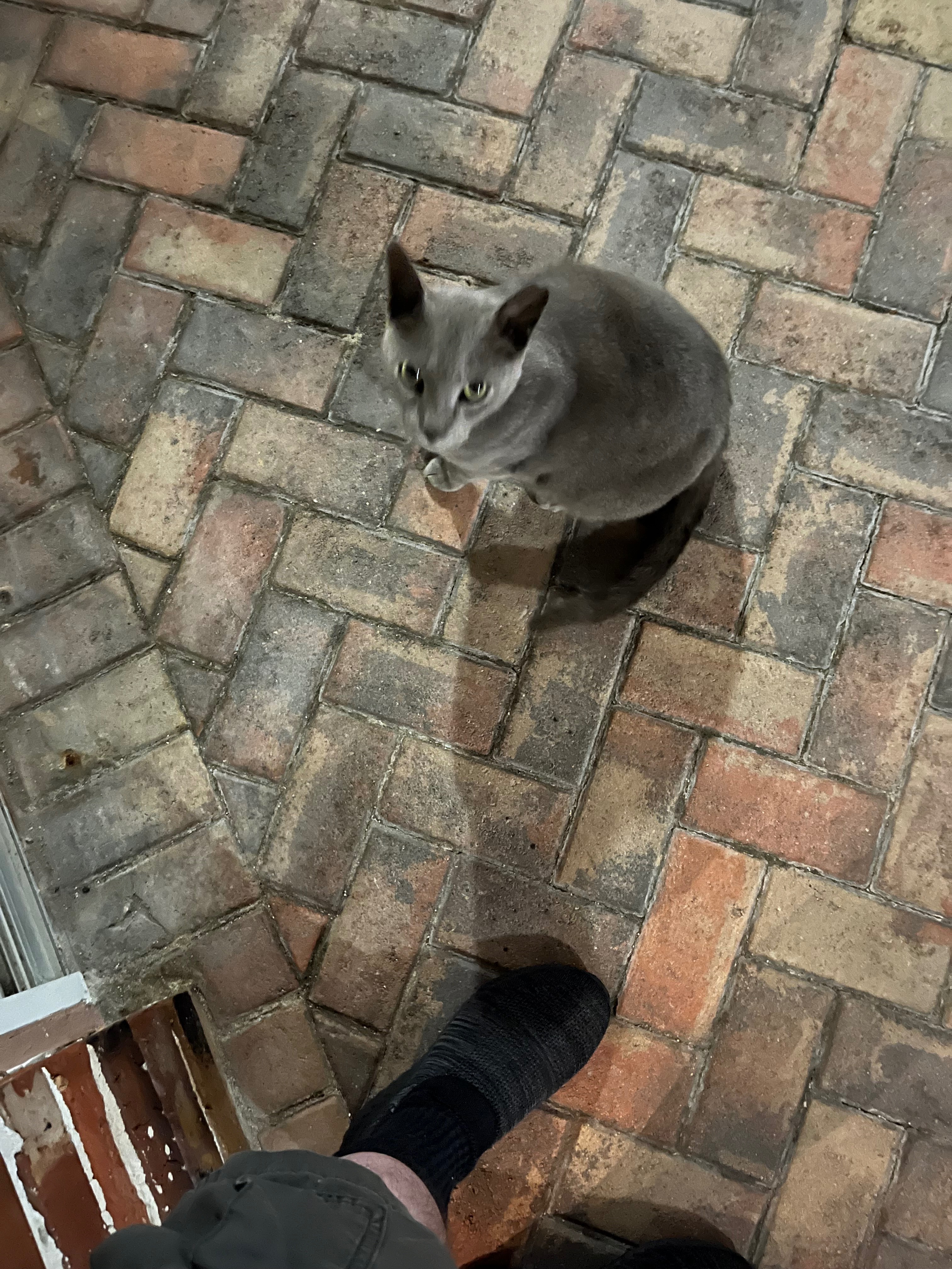 Help for Batty & the Canada House Kitties campaign photo, 5 of 7