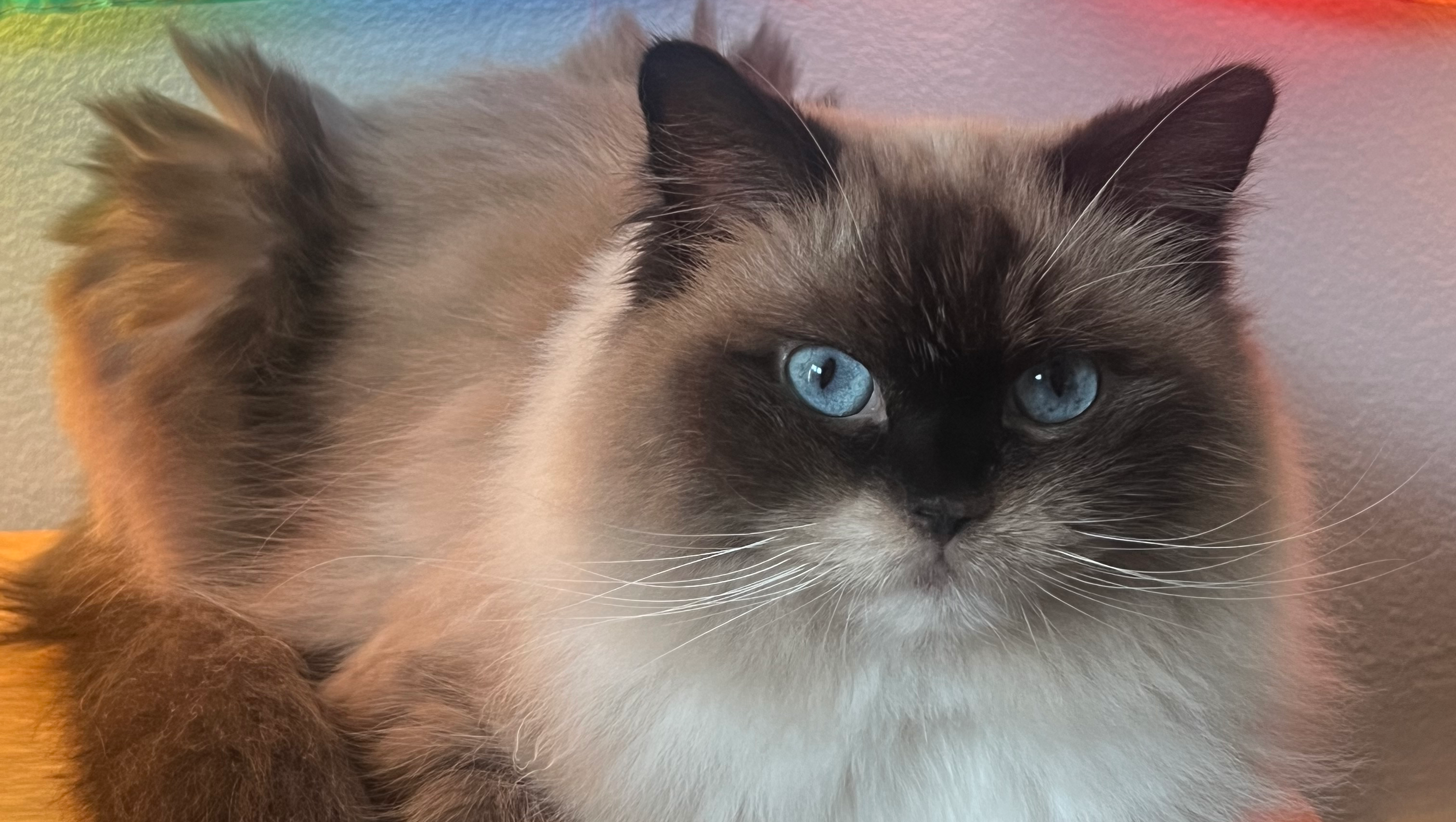 Save Endora Dawn : Help Us Give Her this Fighting Chance photo