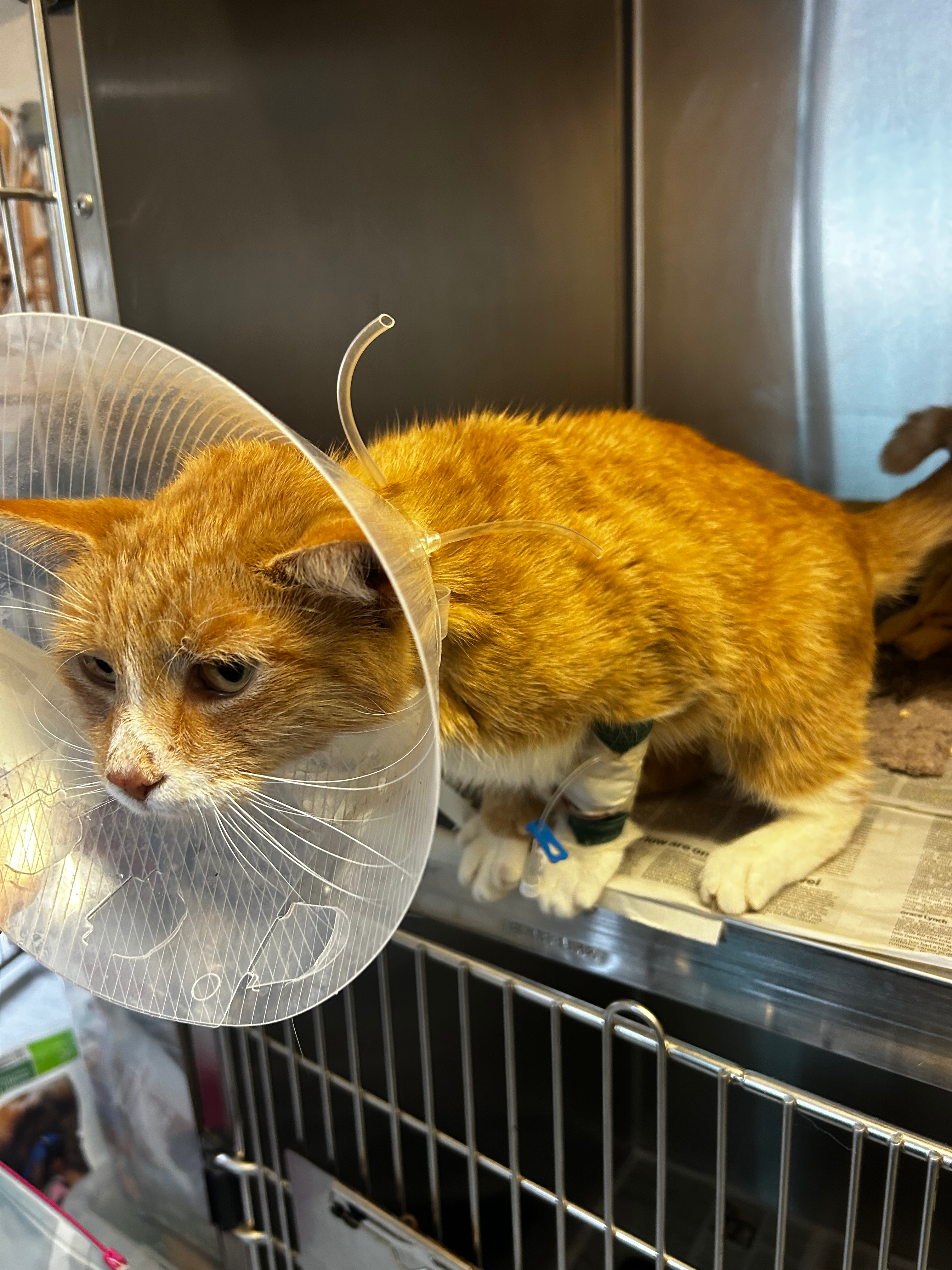 Help Miraclehill cover emergency Vet fee’s campaign photo, 2 of 8