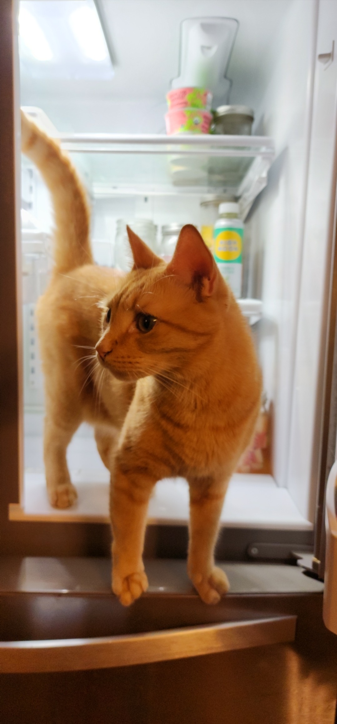 Please Help Oliver Get Dental Care campaign photo, 2 of 8