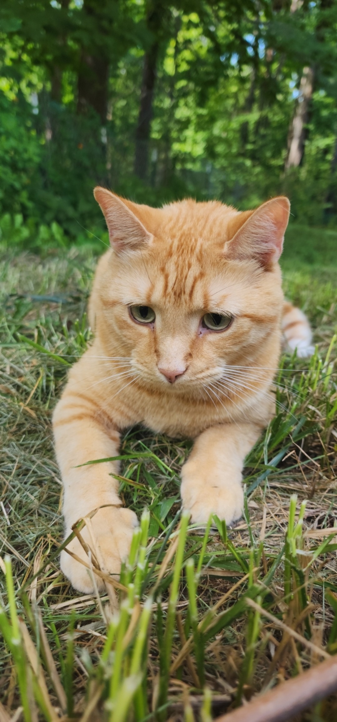 Please Help Oliver Get Dental Care campaign photo, 5 of 8