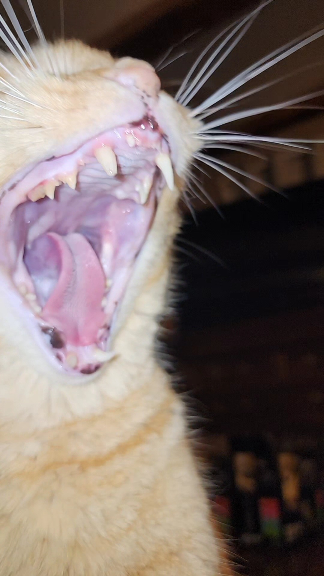 Please Help Oliver Get Dental Care campaign photo, 6 of 8