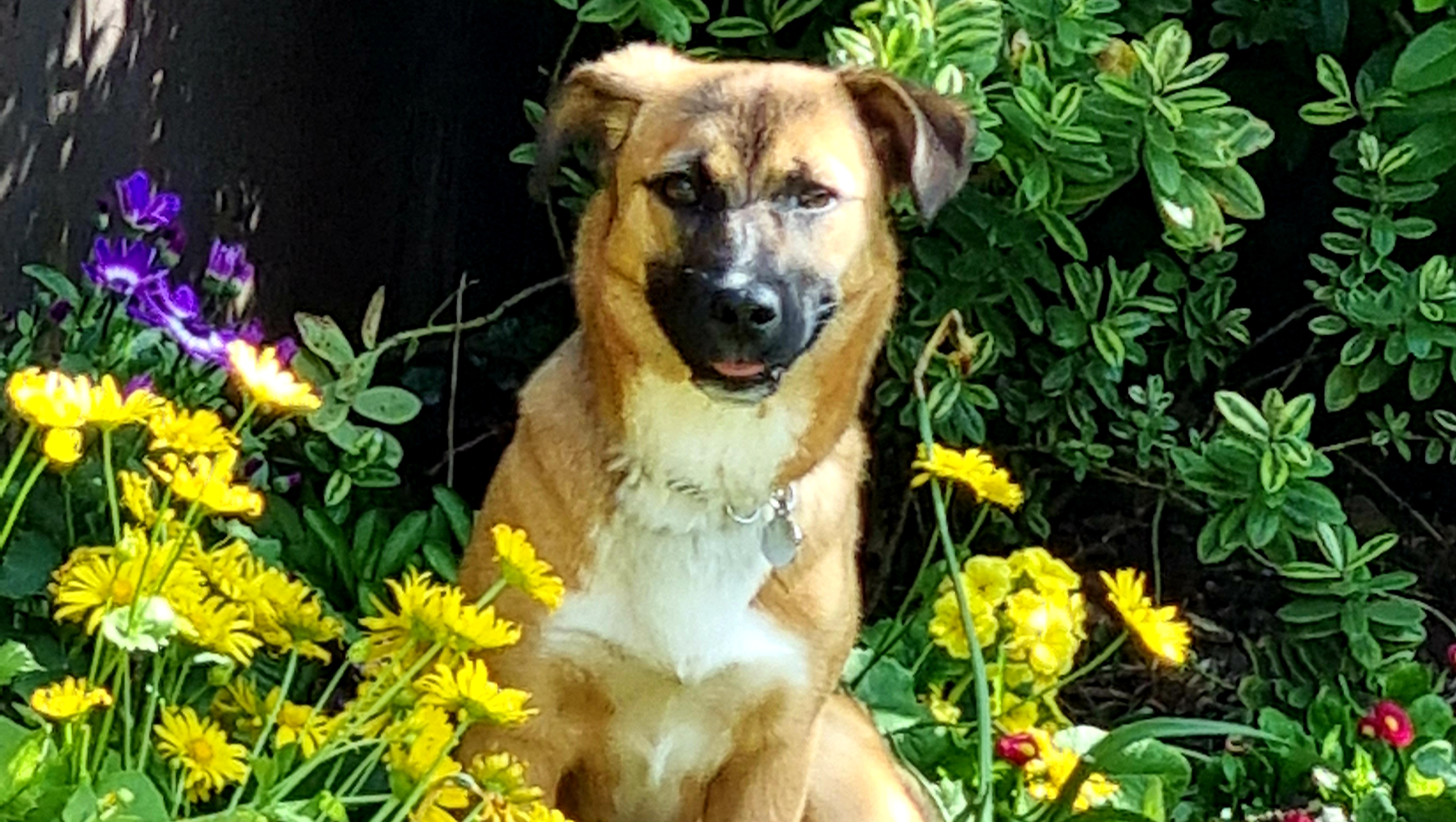 Timmie Rescue Dog needs 2 surgeries