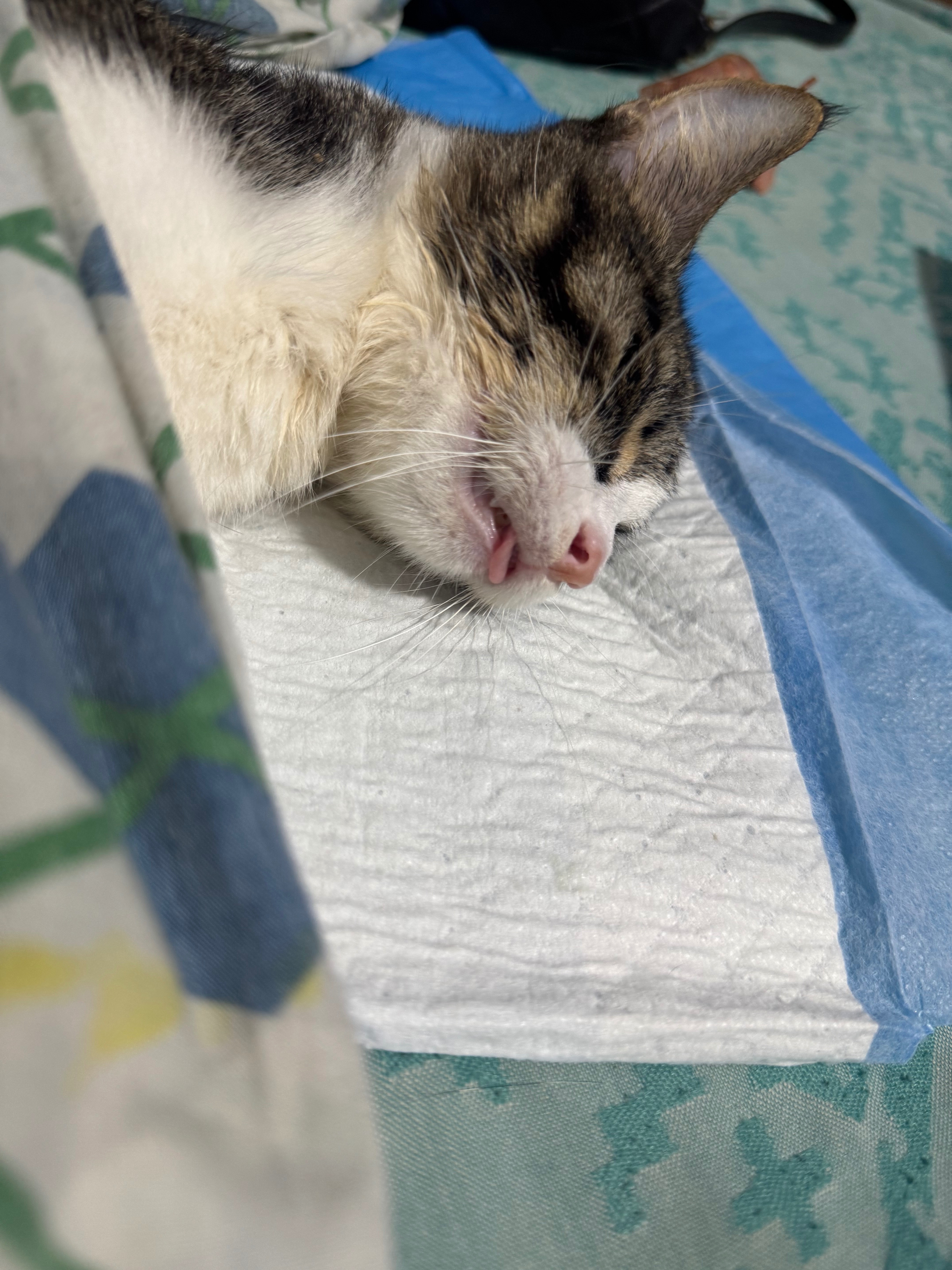 Help Save Shadow,Emergency FIP Treatment Needed! campaign photo, 5 of 8