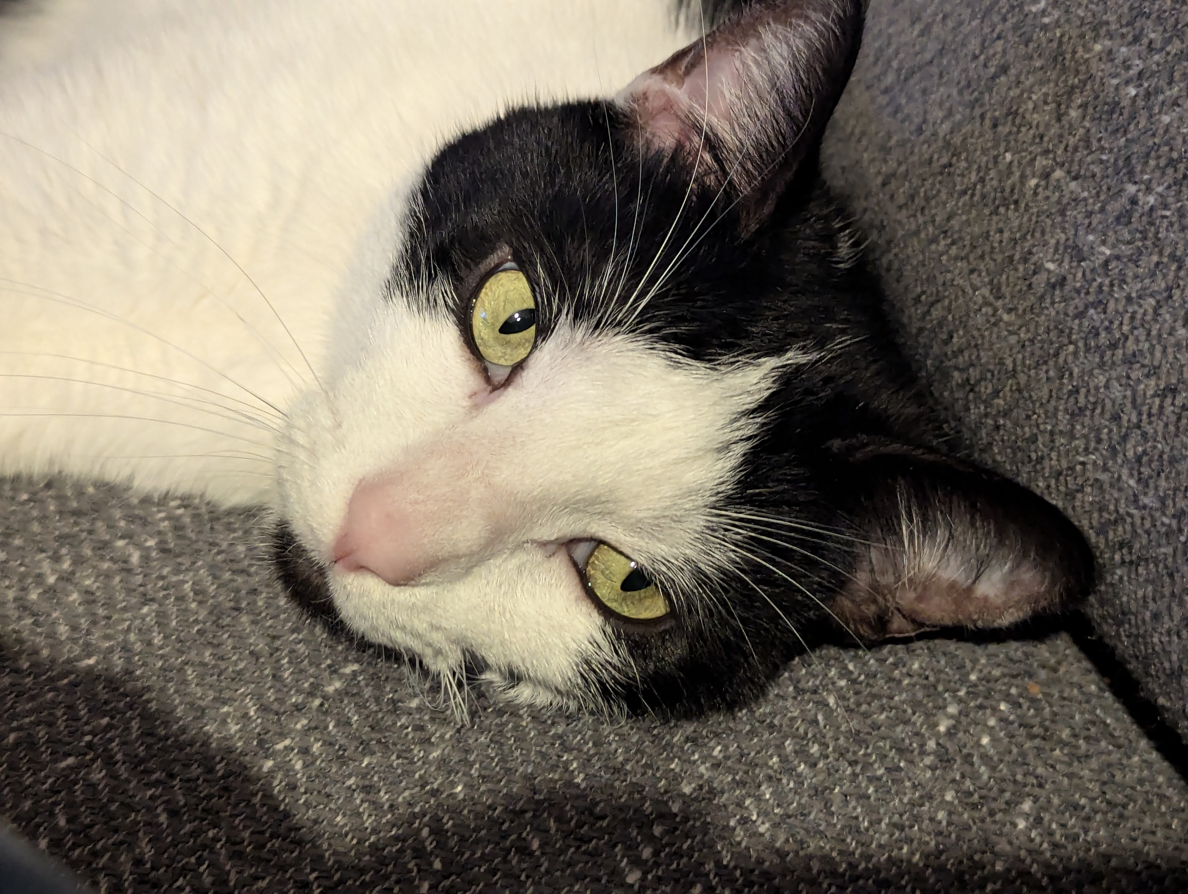 Help Momo Defeat Blood Parasites! campaign photo, 4 of 7