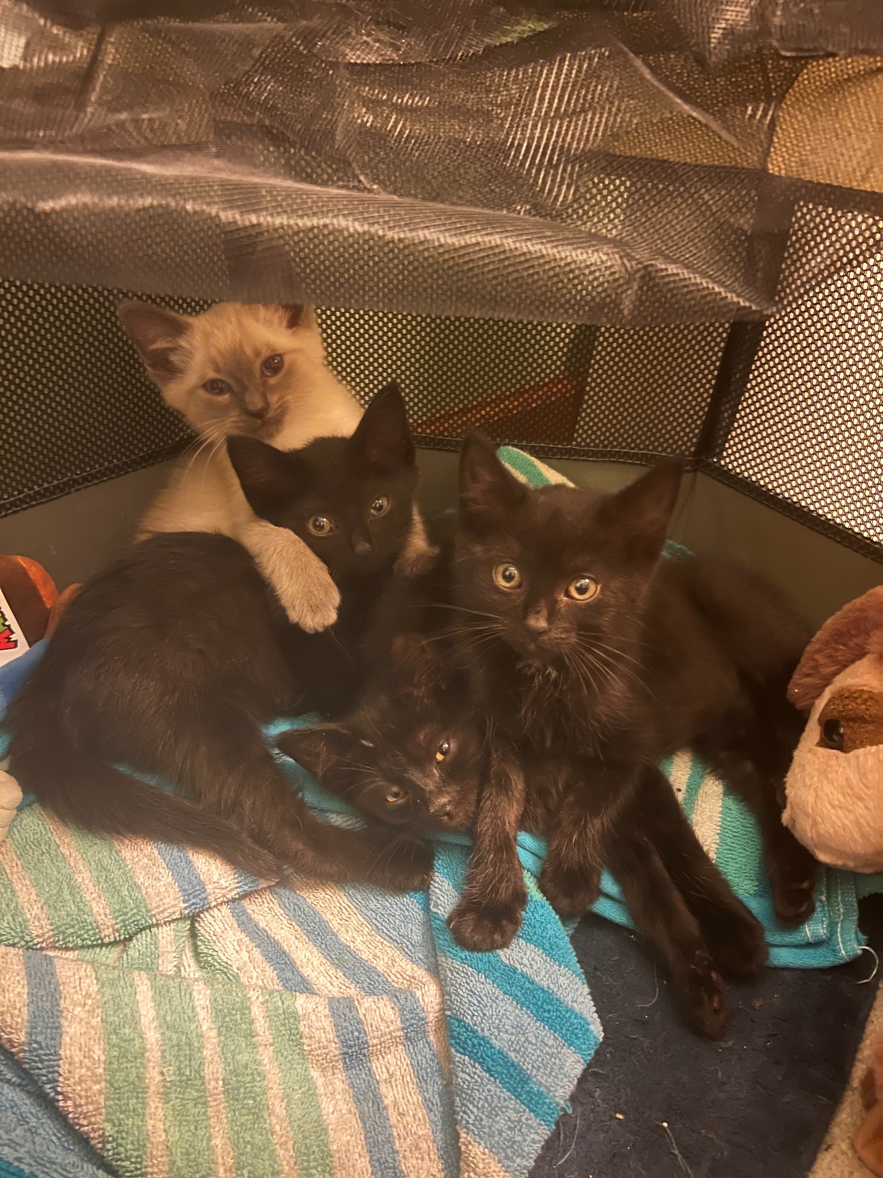 Emergency Fund for Rescued Kittens campaign photo, 2 of 4