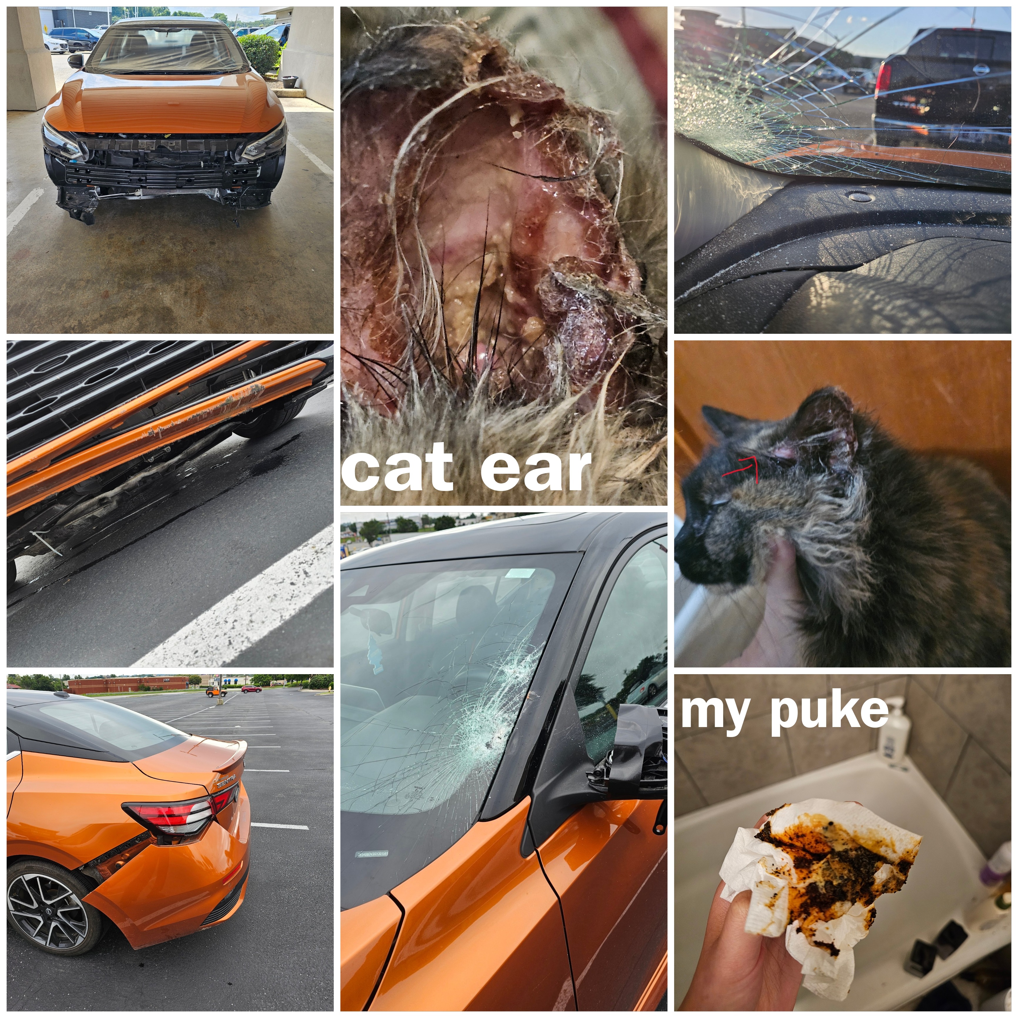 Medical bills, Vet bills and down payment for a car. campaign photo, 7 of 8