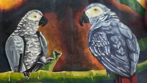Greys For Ghana - African Grey Parrot Sanctuary photo